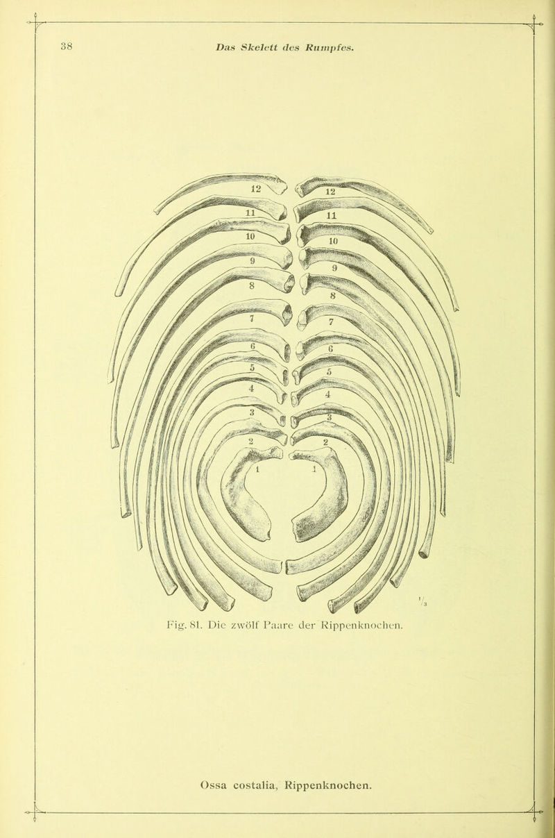 r Fig. 81. Die zwölf Paare der Rippenknochen. Ossa costalia, Rippenknochen.