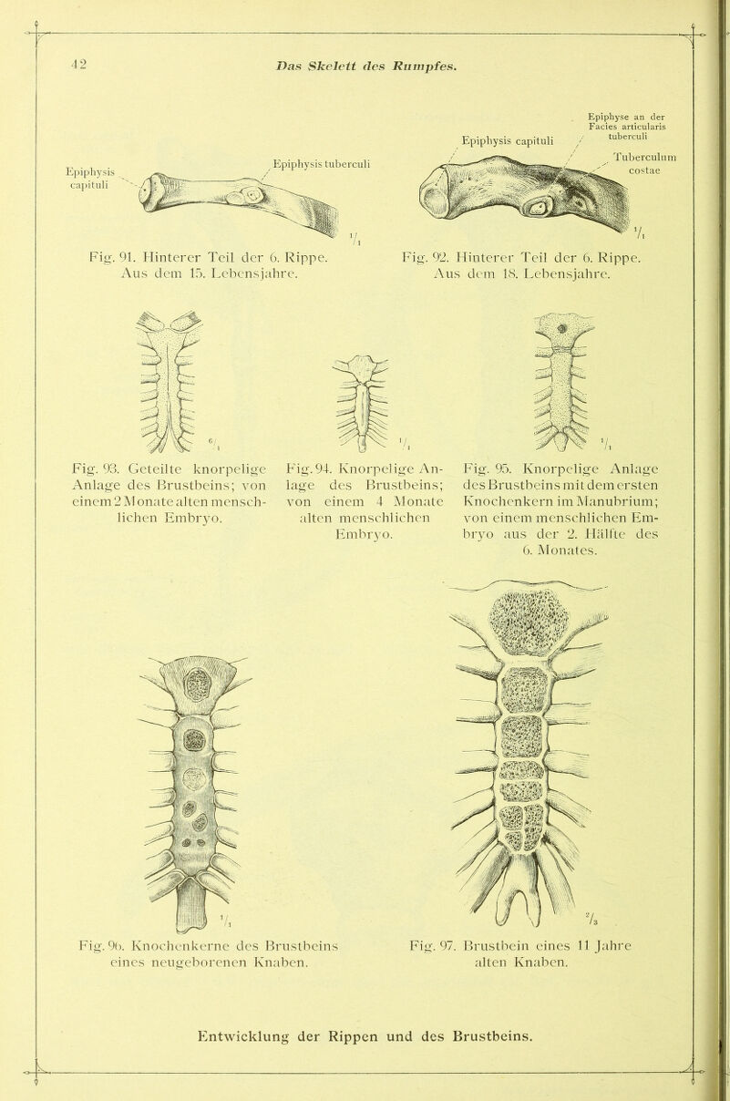 Epiphysis capituli Epiphysis tuberculi Fig. 91. Hinterer Teil der 6. Rippe. Aus dem 15. Lebensjahre. Tuberculum costae Epiphyse an der Facies articularis tuberculi Fig. 92. Hinterer Teil der 6. Rippe. Aus dem 18. Lebensjahre. Fig. 93. Geteilte knorpelige Anlage des Brustbeins; von einem 2 Monate alten mensch- lichen Embryo. F'ig. 94. Knorpelige An- lage des Brustbeins; von einem 4 Monate alten menschlichen Embryo. Fig. 95. Knorpelige Anlage des Brustbeins mit dem ersten Knochenkern im Manubrium; von einem menschlichen Em- bryo aus der 2. Hälfte des 6. Monates. Fig. 96. Knochenkerne des Brustbeins Fig. 97. Brustbein eines 11 Jahre eines neugeborenen Knaben. alten Knaben. Entwicklung der Rippen und des Brustbeins.