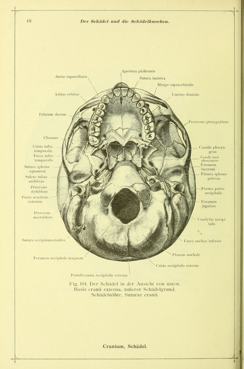 Palatum durum Processus pterygoideus Apertura piriformis i Sutura incisiva Margo supraorbitalis Limbus dentalis Choanae Arcus superciliaris Aditus orbitae Sutura occipitomastoidea 1 ,inea nuchae inferior Foramen occipitale magnum Protuberantia occipitalis externa Planum nuchale Crista occipitalis externa Crista infra- temporalis Fossa infra- temporalis Sutura spheno- squamosa Sulcus tubae auditivae Canalis pharyn- geus Canalis basi- pharyngeus Foramen lacerum Fissura spheno- petrosa Processus styloideus Porus acusticus extern us Processus mastoideus petro- occipitalis Foramen jugulare Condylus occipi- talis Fig. 104. Der Schädel in der Ansicht von unten. Basis cranii externa, äußerer Schädelgrund. Schädelnähte, Suturae cranii. A. 