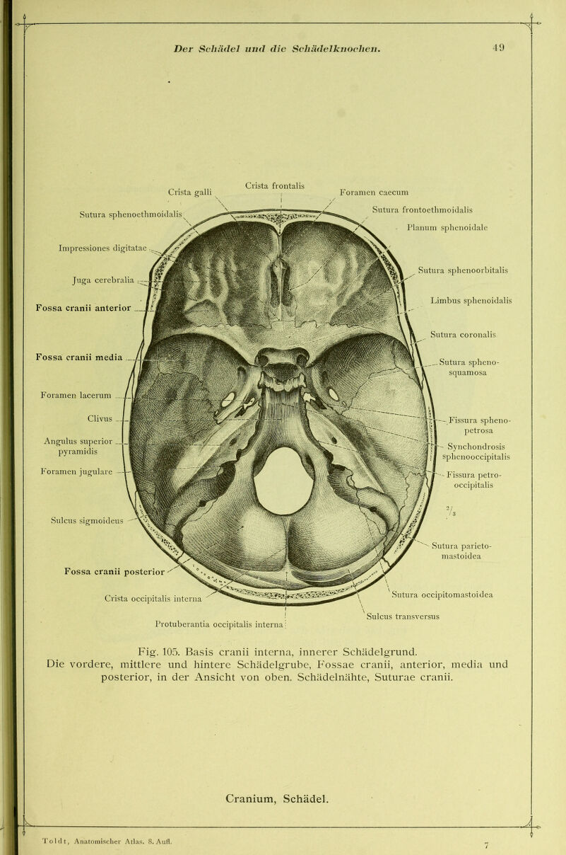 Crista frontalis Crista galli Sutura sphenoethmoidalis Impressiones digitatae Juga cerebralia Fossa cranii anterior Sulcus sigmoideus Foramen caecum Sutura frontoethmoidalis Planum sphenoidale Sutura sphenoorbitalis Limbus sphenoidalis Sutura coronalis Sutura spheno- squamosa Sutura parieto- mastoidea Sutura occipitomastoidea Sulcus transversus Fossa cranii media Foramen lacerum Clivus Angulus superior pyramidis Foramen jugulare Fossa cranii posterior Crista occipitalis interna Fissura spheno- petrosa Synchondrosis sphenooccipitalis 'Fissura petro- occipitalis Protuberantia occipitalis interna Fig. 105. Basis cranii interna, innerer Schädelgrund. Die vordere, mittlere und hintere Schädelgrube, Fossae cranii, anterior, media und posterior, in der Ansicht von oben. Schädelnähte, Suturae cranii. Cranium, Schädel. Toi dt, Anatomischer Atlas. 8. Aufl.