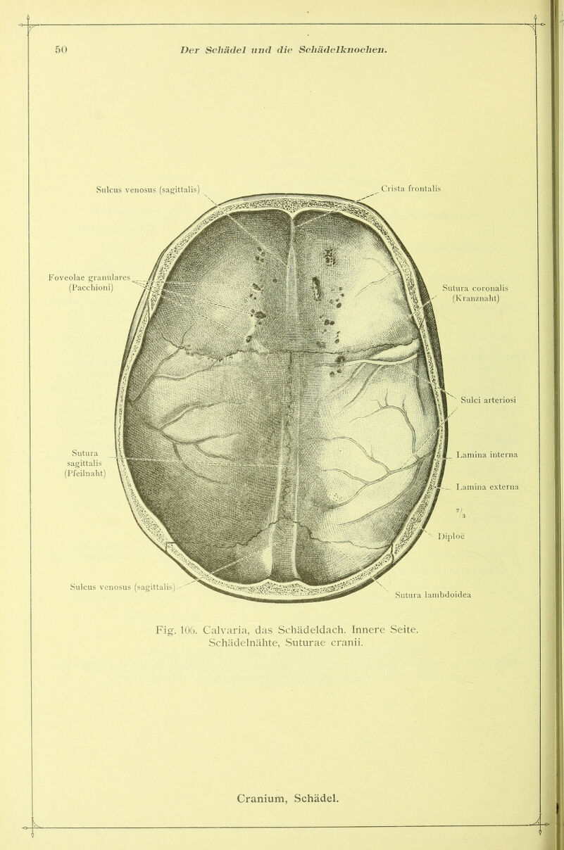 Sulcus venosus (sagittalis) Foveolae granuläres (Pacchioni) Sutura sagittalis (Pfeilnaht) Sulcus venosus (sagittalis) Sutura coronalis (Kranznaht) */3 Diploe Sutura lambdoidea Sulci arteriosi Lamina interna Lamina externa Crista frontalis Fig. 106. Calvaria, das Schädeldach. Innere Seite. Schädelnähte, Suturae cranii.