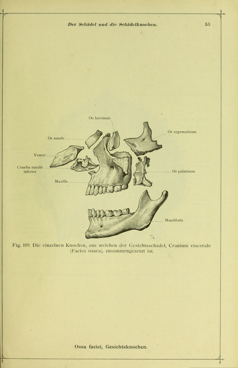 Fig. 109. Die einzelnen Knochen, aus welchen der Gesichtsschädel, Cranium viscerale (Facies ossea), zusammengesetzt ist. Ossa faciei, Gesichtsknochen.