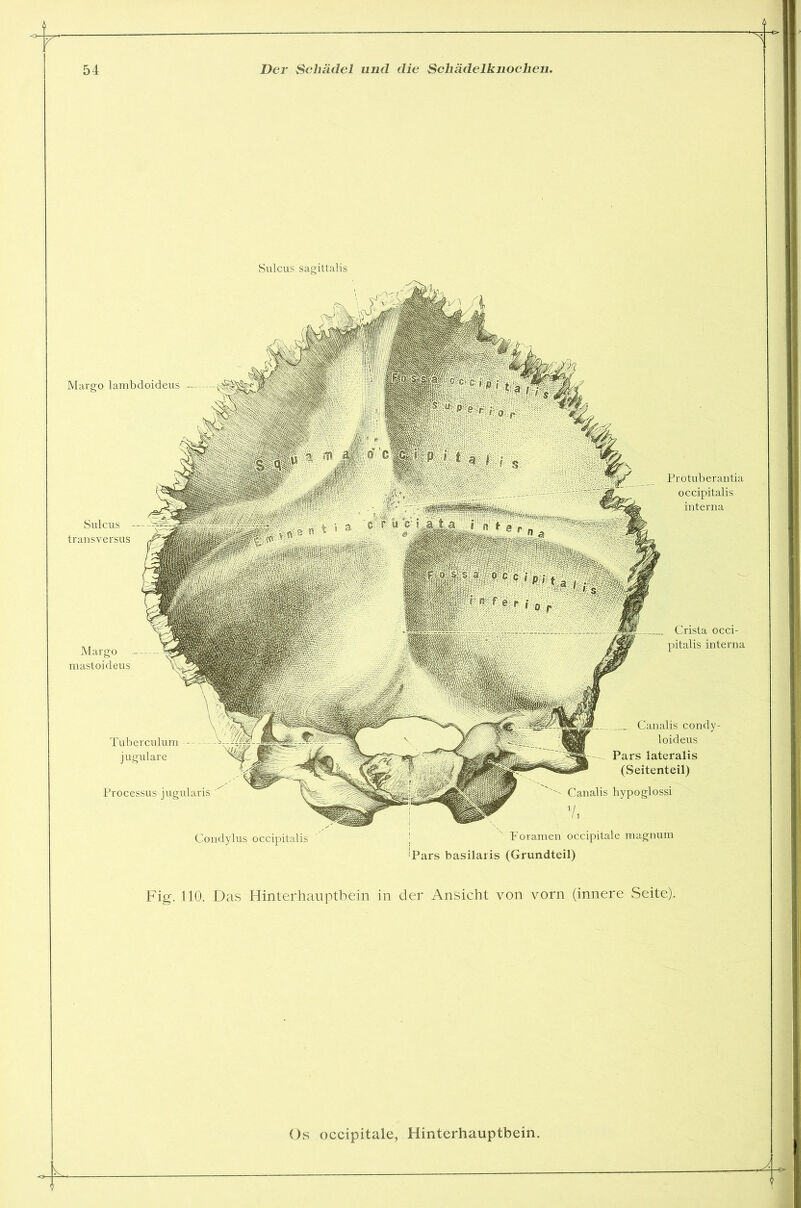 Sulcus sagittalis Sulcus transversus Margo mastoicleus Protuberantia occipitalis interna Crista occi- pitalis interna Margo lambdoideus Condylus occipitalis Canalis condy- loideus Pars lateralis (Seitenteil) Canalis hypoglossi fl Foramen occipitale magnum Tuberculum jugulare Processus jugularis 'Pars basilaris (Grundteil) Fig. 110. Das Hinterhauptbein in der Ansicht von vorn (innere Seite).