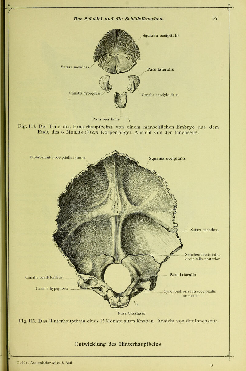 t Sutura mendosa Canalis hypoglossi Squama occipitalis Pars lateralis ' Canalis condyloideus Fig. 114. Die Teile des Hinterhauptbeins von einem menschlichen Embryo aus dem Ende des 6. Monats (30 cm Körperlänge). Ansicht von der Innenseite. Protuberantia occipitalis interna Squama occipitalis Canalis condyloideus Canalis hypoglossi !Piil Sutura mendosa Synchondrosis intra- occipitalis posterior Pars lateralis Synchondrosis intraoccipitalis anterior Pars basilaris Fig. 115. Das Hinterhauptbein eines 15 Monate alten Knaben. Ansicht von der Innenseite. Entwicklung des Hinterhauptbeins. Toldt, Anatomischer Atlas. 8. Au fl. 8