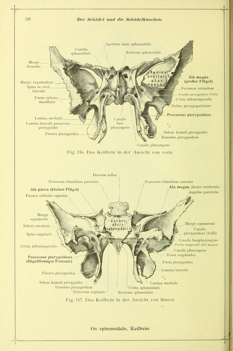 58 Der Schädel und die Schädelknochen. Apertura sinus splienoidalis Margo . frontalis Margo zygomaticus VAA Spina m. recti K lateralis Facies spheno- maxillaris Lamina medialis Lamina lateralis processus pterygoidei Ala magna (großer Flügel) Foramen rotundum Fissura pterygoidea k...— Canalis pterygoidens (Vidii) Crista infratemporalis ... Sulcus pterygopalatinus Processus pterygoideus Sulcus hamuli pterygoidei Hamulus pterygoideus Canalis pharyngeus Fig. 116. Das Keilbein in der Ansicht von vorn. Dorsum sellae Processus clinoideus anterior Ala magna (facies cerebralis) Angulus parietalis Margo squamosus Sulcus caroticus Spina angularis Crista infratemporalis Processus pterygoideus (flügelförmiger Fortsatz) Fissura pterygoidea Sulcus hamuli pterygoidei Hamulus pterygoideus ; Processus vaginalis Margo squamosus Canalis pterygoideus (Vidii) Canalis basipharyngeus Facies temporalis alae raagnae Canalis pharyngeus Fossa scaphoidea Fossa pterygoidea Lamina lateralis Vi Lamina medialis ! Crista sphenoidalis Rostrum sphenoidale Processus clinoideus posterior Ala parva (kleiner Flügel) Fissura orbitalis superior Fig. 117. Das Keilbein in der Ansicht von hinten.