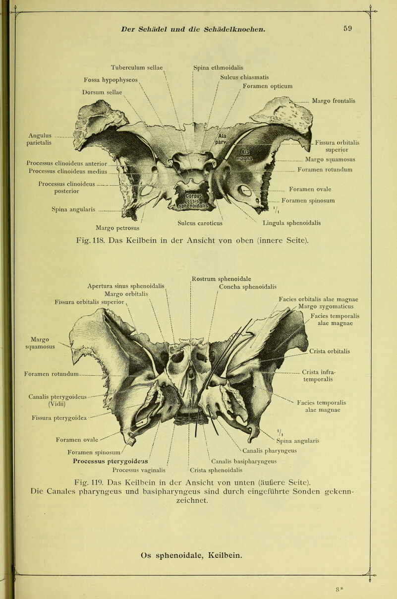 r Tuberculum sellae Fossa hypophyseos Dorsum sellae \ Spina ethmoidalis Sulcus chiasmatis / Foramen opticum Fissura orbitalis superior Margo squamosus Foramen rotundum Foramen ovale Foramen spinosum Vt Margo petrosus Lingula sphenoidalis Margo frontalis Processus clinoideus anterior Processus clinoideus medius Processus clinoideus posterior Spina angularis Angulus parietalis Fig. 118. Das Keilbein in der Ansicht von oben (innere Seite). Apertura sinus sphenoidalis Margo orbitalis Fissura orbitalis superior ^ \ Rostrum sphenoidale Concha sphenoidalis Margo squamosus Foramen rotundum— Canalis pterygoideus (Vidii) Fissura pterygoidea Foramen ovale Facies orbitalis alae magnae Margo zygomaticus Facies temporalis alae magnae Crista orbitalis Crista infra- temporalis Facies temporalis alae magnae Foramen spinosum/ / Processus pterygoideus Processus vaginalis ' Spina angularis Canalis pharyngeus ’ Canalis basipharyngeus Crista sphenoidalis Fig. 119. Das Keilbein in der Ansicht von unten (äußere Seite). Die Canales pharyngeus und basipharyngeus sind durch eingeführte Sonden gekenn- zeichnet.