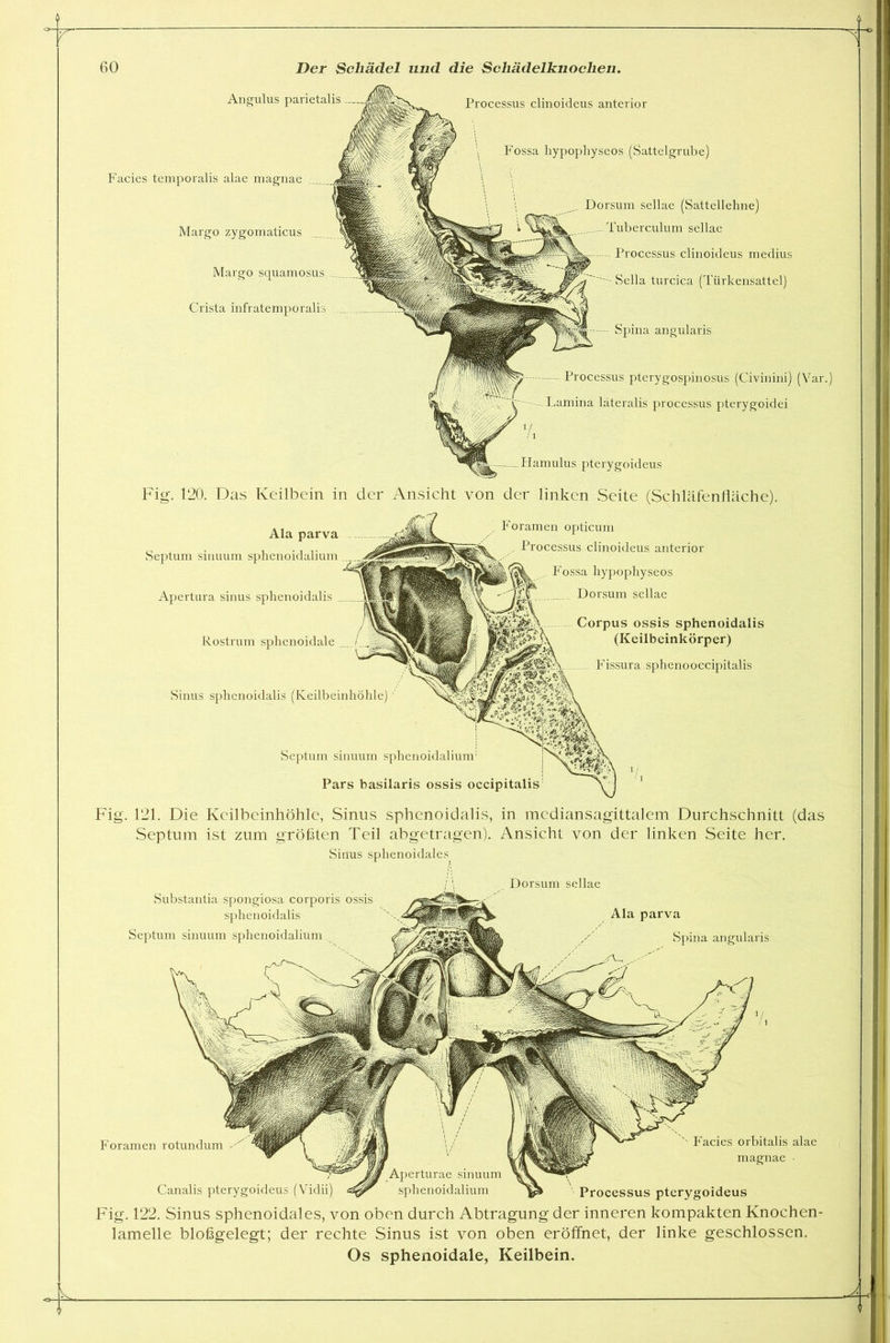 Angulus parietalis Processus clinoideus anterior Fossa hypophyseos (Sattelgrube) Dorsum sellae (Sattellehne) Tuberculum sellae Processus clinoideus medius Sella turcica (Türkensattel) Spina angularis Processus pterygospinosus (Civinini) (Var.) Lamina lateralis processus pterygoidei ■i/J Hamulus pterygoideus Facies temporalis alae magnae Margo zygomaticus Margo squamosus Crista infratemporalk Fig. 120. Das Keilbein in der Ansicht von der linken Seite (Schläfenfläche). Ala parva Septum sinuum sphenoidalium Apertura sinus sphenoidalis Rostrum sphenoidale Sinus sphenoidalis (Keilbeinhöhle) Foramen opticum Processus clinoideus anterior Fossa hypophyseos Dorsum sellae Corpus ossis sphenoidalis (Keilbeinkörper) . Fissura sphenooccipitalis Septum sinuum sphenoidalium1 Pars basilaris ossis occipitalis Fig. 121, Die Keilbeinhöhle, Sinus sphenoidalis, in mediansagittalem Durchschnitt (das Septum ist zum größten Teil abgetragen). Ansicht von der linken Seite her. Sinus sphenoidales Dorsum sellae Substantia spongiosa corporis ossis sphenoidalis Septum sinuum sphenoidalium Ala parva Spina angularis Foramen rotundum Facies orbitalis alae magnae ■ Canalis pterygoideus (Vidii) Processus pterygoideus Fig. 122. Sinus sphenoidales, von oben durch Abtragung der inneren kompakten Knochen- lamelle bloßgelegt; der rechte Sinus ist von oben eröffnet, der linke geschlossen.