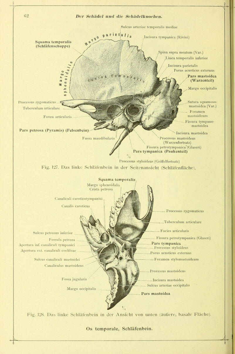 ~r Sulcus arteriae temporalis mediae Squama temporalis (Schläfenschuppe) Incisura parietalis Porus acusticus externus Pars mastoidea (Warzenteil) Margo occipitalis Processus zygomaticus Tuberculum articulare Fovea articularis Pars petrosa (Pyramis) (Fels Fossa mandibularis squamoso- mastoidea (Var.) Foramen mastoideum Fissura tympano- mastoidea Incisura mastoidea Processus mastoideus (W arzenfortsatz) Fissura petrotympanica'(Glaseri) Pars tympanica (Paukenteil) Incisura tympanica (Rivini) supra meatum (Var.) temporalis inferior Processus styloideus (Griffelfortsatz) Fig. 127. Das linke Schläfenbein in der Seitenansicht (Schläfenfläche). Squama temporalii Margo sphenoidalis Crista petrosa .Tuberculum articulare Canaliculi caroticotympanici Canalis caroticus Processus zygomaticus Fossa jugularis Margo occipitalis Incisura mastoidea Sulcus arteriae occipitalis Pars mastoidea Sulcus petrosus inferior Fossula petrosa Apertura inf. canaliculi tympanici Apertura ext. canaliculi cochleae Sulcus canaliculi mastoidei Canaliculus mastoideus Facies articularis Processus mastoideus _ Fissura petrotympanica (Glaseri) Pars tympanica — Processus styloideus Porus acusticus externus -Foramen stylomastoideum Fig. 128. Das linke Schläfenbein in der Ansicht von u.nten (äußere, basale Fläche). Jl