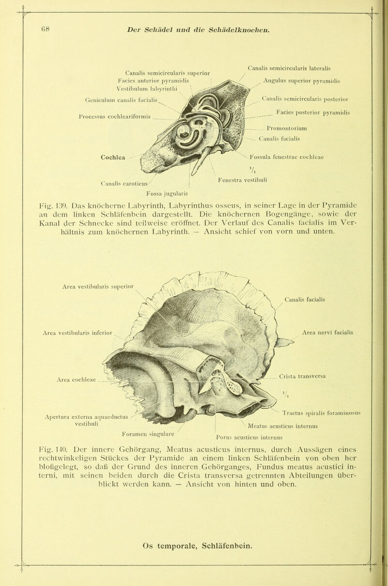 r i- Canalis semicircularis lateralis Angulus superior pyramidis Canalis semicircularis posterior Facies posterior pyramidis Promontorium Canalis facialis Cochlea Canalis caroticus 7 Fossa jugularis Canalis semicircularis superior Facies anterior pyramidis Vestibulum labyrinthi Geniculum canalis facialis^ Processus cochleariformis Fossula fenestrae coclileae 7i Fenestra vestibuli Fig. 139. Das knöcherne Labyrinth, Labyrinthus osseus, in seiner Lage in der Pyramide an dem linken Schläfenbein dargestellt. Die knöchernen Bogengänge, sowie der Kanal der Schnecke sind teilweise eröffnet. Der Verlauf des Canalis facialis im Ver- hältnis zum knöchernen Labyrinth. — Ansicht schief von vorn und unten. Area vestibularis inferior Area nervi facialis Area vestibularis superior Canalis facialis Area cochleae Apertura externa aquaeductus vestibuli Foramen singulare Crista transversa *A Tractus spiralis foraminosus ' Meatus acusticus internus Porus acusticus internus Fig. 140. Der innere Gehörgang, Meatus acusticus internus, durch Aussägen eines rechtwinkeligen Stückes der Pyramide an einem linken Schläfenbein von oben her bloßgelegt, so daß der Grund des inneren Gehörganges, Fundus meatus acustici in- terni, mit seinen beiden durch die Crista transversa getrennten Abteilungen über- blickt werden kann. — Ansicht von hinten und oben. *o-