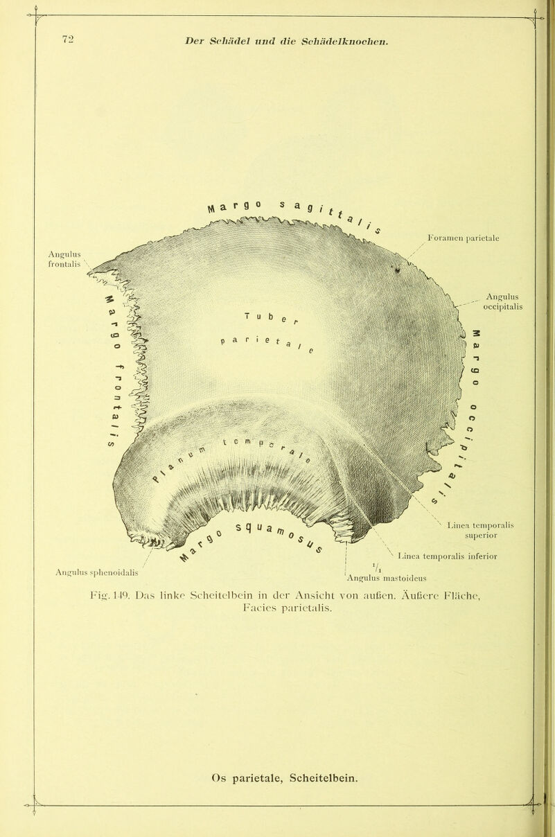 Angulus frontalis \ Angulus » a r 9 0 s aSj(( Foramen parietale m ’1' f §Jp ■ \ ÄVy \ S _ Angulus 'l4W ' i ' V'' occipitalis ■I «ff| * I f“ ■ / <D ? , I / :F IIIII. ■ 8 «W» - «»,»*> V lami v Linea temporalis superior Linea temporalis inferior sphenoidalis Angulus mastoideus Fig. 149. Das linke Scheitelbein in der Ansicht von außen. Äußere Fläche, Facies parietalis. J. Os parietale, Scheitelbein.