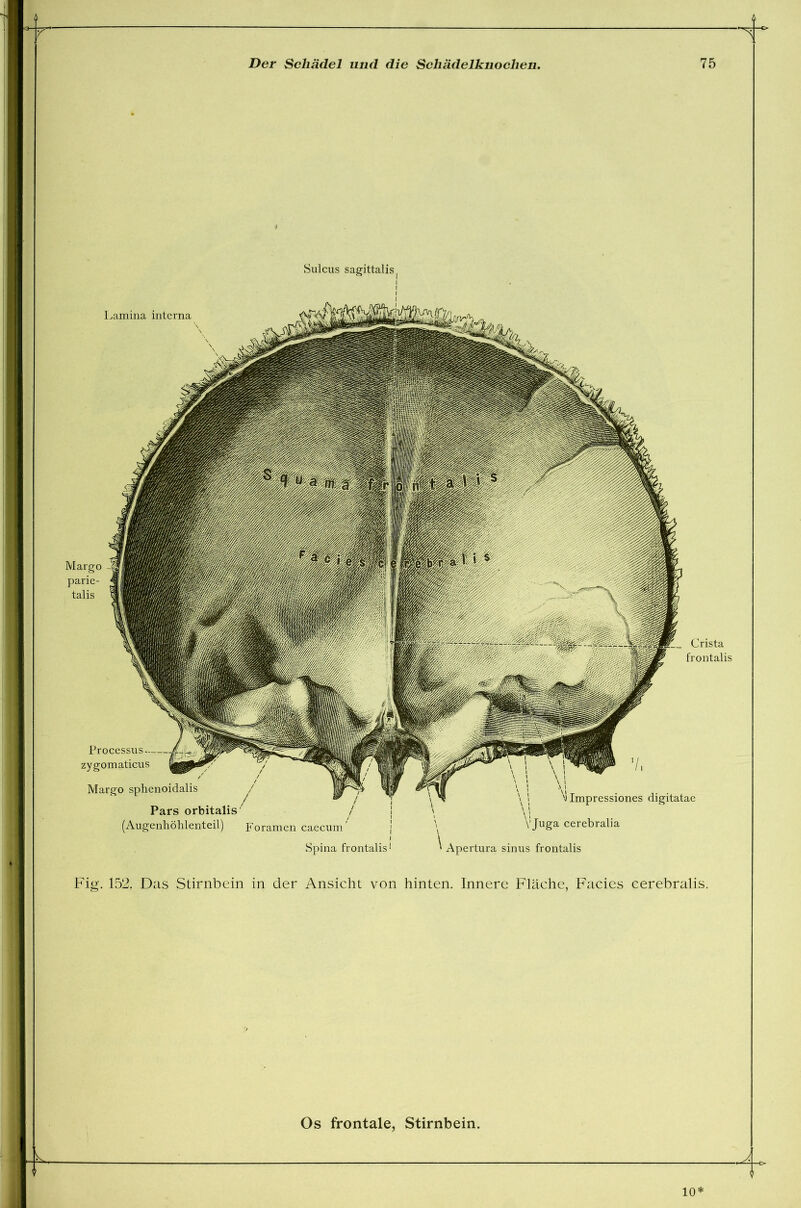 ^ A. Lamina interna Margo parie- talis Crista frontalis Der Schädel und die Schädelknoclien. Fig. 152. Das Stirnbein in der Ansicht von hinten. Innere Fläche, Facies cerebralis. Sulcus sagittalis Processus zygomaticus Margo sphenoidalis Pars orbitalis (Augenhöhl enteil) Foramen caecum Spina frontalis1 Impressiones digitatae cerebralia Apertura sinus frontalis 10*