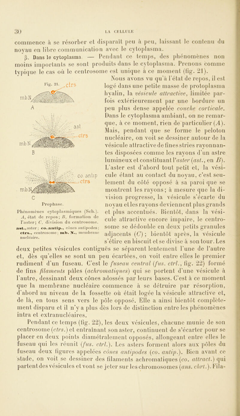 LA CL LL nu: :]0 commence à se résorber et (lisi)araît peu à peu, laissant le conlenu du noyau en libre communication avec le cytoplasma. g. Dans le cytoplasma. — Pendant ce temps, des pbénornènes non moins importants se sont produits dans le cytoplasma. Prenons comme typique le cas où le centrosome est unique à ce moment (fig. 21). Nous avons vu qu’à l’état de repos, il est logé dans une petite masse de protoplasma hyalin, la vésicule attractive^ limitée par- fois extérieurement par une bordure un peu plus dense appelée couche corticale. Dans le cytoplasma ambiant, on ne remar- que, à ce moment, rien de particulier (^). Mais, pendant que se forme le peloton nucléaire, on voit se dessiner autour de la vésicule attractive de fines stries rayonnan- tes disposées comme les rayons d’un astre lumineux et constituant Passer (as^., en B). L’aster est d’abord tout petit et, la vési- cule étant au contact du noyau, c’est seu- lement du côté opposé à sa paroi que se montrent les rayons; à mesure que la di- vision progresse, la vésicule s’écarte du noyau et les rayons deviennent plus grands et plus accentués. Bientôt, dans la vési- cule attractive encore impaire, le centro- some se dédouble en deux petits granules adjacents {C) ; bientôt après, la vésicule s’étire en biscuit et se divise à son tour. Les deux petites vésicules contiguës se séparent lentement l’une de l’autre et, dès qu’elles se sont un peu écartées,.on \mit entre elles le premier rudiment d’un fuseau. C’est le fuseau central (fus. Ctrl., fig. 22) formé de fins filaments pâles (achromatiques) qui se portent d’une A^ésicule à l’autre, dessinant deux cônes adossés par leurs bases. C’est à ce moment que la membrane nucléaire commence à se détruire par résorption, d'abord au niveau de la fossette où était logée la vésicule attractive et, de là, en tous sens vers le pôle opposé. Elle a ainsi bientôt complète- ment disparu et il n’y a plus dès lors de distinction entre les phénomènes intra et extranucléaires. Pendant ce temps (fig. 22), les deux vésicules, chacune munie de son centrosome (c/7’5.) et entraînant son aster, continuent de s’écarter pour se placer en deux points diamétralement opposés, allongeant entre elles le fuseau qui les réunit (fus. Ctrl.), Les asters forment alors aux pôles du fuseau deux figures appelées cônes anti'podes (co. antip.). Bien aA^ant ce stade, on voit se dessiner des filaments acbromaliqnes (co. attract.) qui partentdes vésicules et votit se jeter sur les chromosomes (ans. chrt.). Fila- Fig. 21. rirs c Prophase. Phénomènes cytoplasmiques (Sch.). A, état de repos; B, formation de l’aster; C, division du ('cntrosome. îist.,aster; co.antip., cônes antipodes; ctrs., centrosome; ml). N., membrane nucléaire.