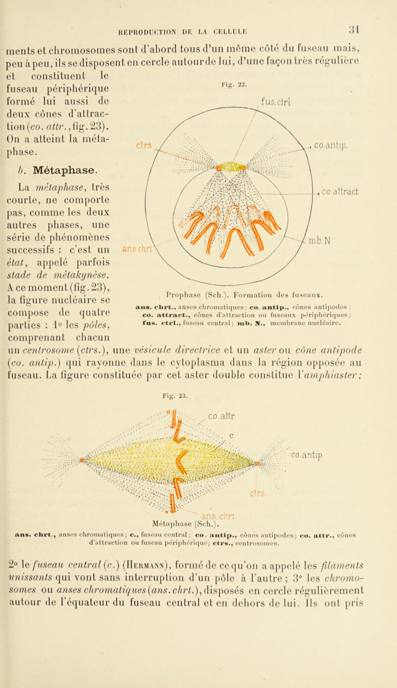 •J J cfrA , CO.antip. -, CO.altract ments et chromosomes sont d’abord tous d’un meme côté du fuseau mais, peu cà peu, ils se disposent en cercle autour de lui, d’une façon très rcg-ulière et constituent le fuseau périphérique formé lui aussi de fus.ctrl deux cônes d’attrac- tion (co. a^/r.,tig-.23). On a atteint la méta- phase. b. Métaphase. La métaphase, très courte, ne comporte pas, comme les deux autres phases, une série de phénomènes successifs : c’est un état, appelé parfois stade de métakynèse. A ce moment (fîg. 23), la figure nucléaire se compose de quatre parties : 1° les pôles, comprenant chacun \u\ centrosome [ctrs.), une vésicule directrice et un aster o\\ cône antipode [co. antip.) qui rayonne dans le cytoplasma dans la région opposéi^ au fuseau. La figure constituée }>ar cet aster double constitue Va)nphiaster; ans chrl mb.N Propliase (Sch.). Formation des fuseaux. ans. clirt., anses cIiroinati((ucs ; co. antip., cônes antipodes ; co. attract., cônes d’attraction ou fuseaux jiériphérifjues; fas. Ctrl., fuseau central; ml». N., membrane nucléaire. Fig. 23. ■ ans chrt Méta]»hase (Sch.). co.antip ans. clirt., anses chromatiques; c., fustNui central; co. antip., cônes antipodes; co. attr., cô)nes d’attraction ou fuseau périj)liéri([u(‘; ctrs., centrosomes. 2° le fuseau central [c.) (Hermann), formé de cetju’on a appelé les filaments qui vont sans interruption d’un pôle à l’autre; 3® les chromo- somes ou anses chromatiques [ans. chrt.), en cercle régulièrement autour de l’équateur du fuseau central et en dehors de lui. Ils ont [tris