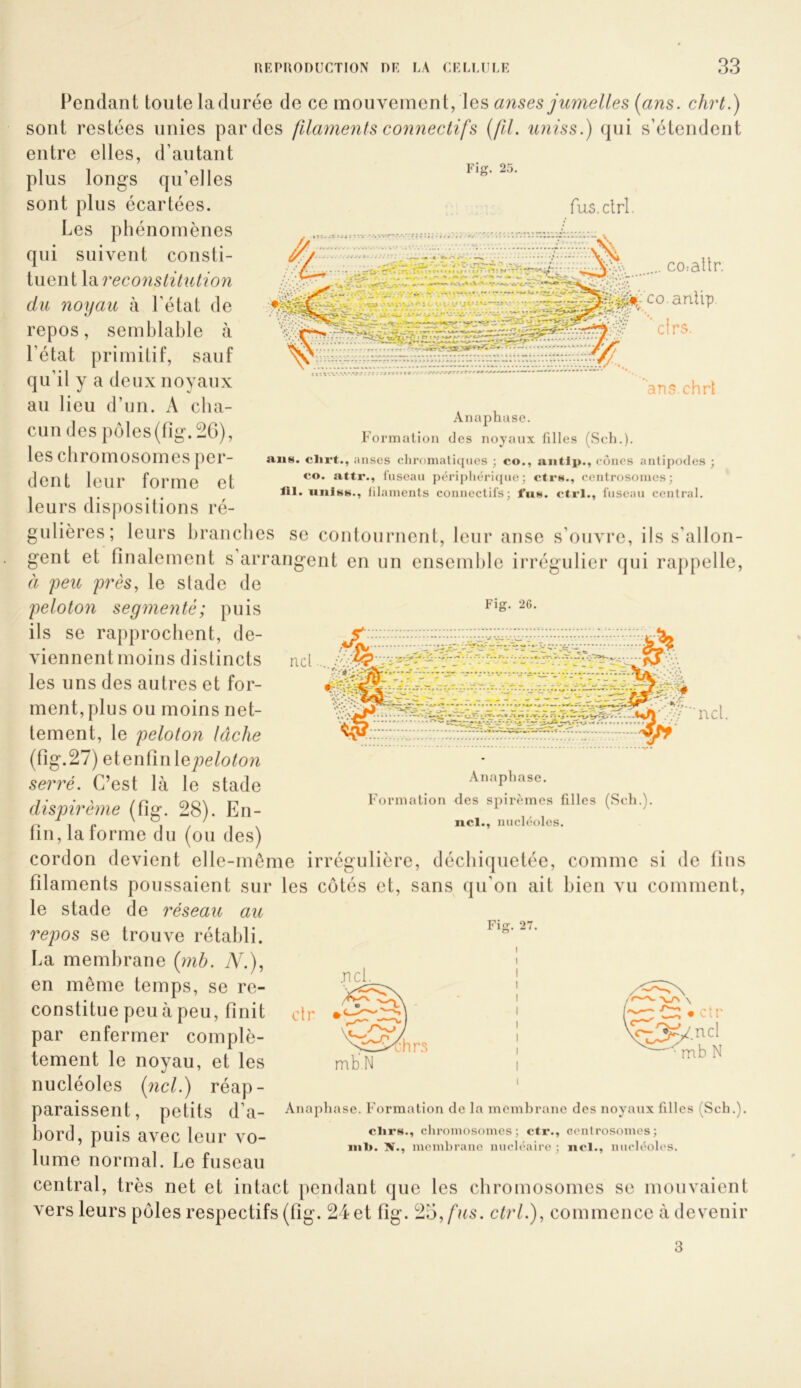 Fig. 25. co:attr. ’aDS.chrt An aphusc. Formation des noyaux filles (Seh.). aiiH. clirt., anses clironialiqties ; co., aiitlp., cônes antipodes ; CO. attr., tusean pcTijiIiéricpie ; centrosomes; 111. iiiiIhk., lilainenls conneclils; fuN. Ctrl., fuseau central. Fig. 26. ncl /]r; »V.f «.A • Inondant toute la durée de ce mouvement, les (ans. chrt.) sont restées unies par des fila^neyits connectifs (fil. uniss.) qui s’étendent entre elles, d’autant plus longs qu’elles sont plus écartées. Les phénomènes qui suivent consti- tuent \d.reconslitution du noyau à l’état de repos, semblable à l’état primitif, sauf qu’il y a deux noyaux au lieu d’im. A cba- cun des pôles (fig. 2G), les cbromosomes per- dent leur forme et leurs dispositions ré- gulières; leurs branches se contournent, leur anse s’ouvre, ils s’allon- gent et finalement s arrangent en un ensemble irrégulier qui rappelle, à peu près, le stade de peloton segmenté; puis ils se rapprochent, de- viennent moins distincts les uns des autres et for- ment, plus ou moins net- tement, le peloton lâche (fig.27) et enfin lepe/o^on serré. C’est là le stade dispirème (fig. 28). En- fin, la forme du (ou des) cordon devient elle-même irrégulière, décbicjuetée, comme si de fins filaments poussaient sur les côtés et, sans qu’on ait bien vu comment, le stade de réseau au repos se trouve rétabli. La membrane (mh. N.), en même temps, se re- constitue peu à peu, finit par enfermer complè- tement le noyau, et les nucléoles (ncl.) réap- paraissent, petits d’a- bord, puis avec leur vo- lume normal. Le fuseau central, très net et intact pendant que les chromosomes se mouvaient vers leurs pôles respectifs (fig. 24 et fig. 2o,fus. Ctrl.), commence à devenir • •• V 1 t C'-'r - ‘ % ’.K r. ncl. Anaphasc. Formation des spirèmes filles (Seh.). ncl., nucléoles. Fig. 27. .ncl.  ■ ■ mh N Anaphase. Formation de la membrane des noyaux filles (Seh.). clii’H., chromosomes; ctr., cenlrosomes; ml». N., membrane nucléaire ; ncl., micléoh's. 3