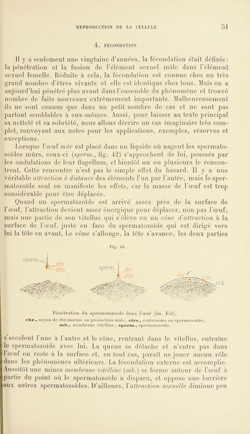 4. FÉCONDATION Il y a seulement une vingtaine d’années, la fécondation était définie: la pénétration et la fusion de l’élément sexuel male dans l’élément sexuel femelle. Réduite à cela, la fécondation est connue chez un très grand nombre d’etres vivants et elle est identique chez tous. Mais on a aujourd’hui pénétré plus avant dans rensemhle du phénomène et trouvé nombre de faits nouveaux extrêmement importants. Malheureusement ils ne sont connus que dans un petit nombre de cas et ne sont pas partout semblables à eux-mêmes. Aussi, pour laisser au texte principal sa netteté et sa sobriété, nous allons décrire un cas imaginaire très com- plet, renvoyant aux notes pour les applications, exemples, réserves et exceptions. Lorsque l’œuf est placé dans un liquide où nagent les spermato- zoïdes mûrs, ceux-ci [sperm., fig. 42) s’approclient de lui, poussés par les ondulations de leur llagellum, et bientôt un ou plusieurs le rencon- trent. Cette rencontre n’est pas le simple etï’et du hasard. Il y a une A'éritable attraction à distance des éléments l’un par l’autre, mais le sper- matozoïde seul en manifeste les effets, car la masse de l’œuf est trop considérable pour être déplacée. Quand un spermatozoïde est arrivé assez près de la surface de l’œuif, l’attraction devient assez énergique pour déplacer, non pas l’œuf, mais une partie de son vitellus (|ui s’élèA'e en un cône d'attraction à la surface de l’œuf, juste en face du spermatozoïde qui est dirigé vers lui la tête en avant. Le cône s’allonge, la tête s’avance, les deux parties ■ig. 42. sperm. A Chr clrs sperm...| ^hr r, .clrs Pénétration du spermatozoïde dans l’œuf (im. Fol). clir., noyau de chromatine on j)roniic]éus mâle; ctrs., centrosome ou sjicrmoccntrc ; in1>., membrane vitelline; «periii., spermatozoïde. S accolent l’iine à l’autre et le cône, rentrant dans le vitellus, entraîne le spermatozoïde avec lui. La queue se détache et n’entre pas dans l’œuf ou reste à la surface et, en tout cas, paraît ne jouer aucun rôle dans les phénomènes ultérieurs. La fécondation externe est accomplie. Aussitôt une mince membra^ie vitelline {)nh.) sg ^or\\^e autour de l’œuf à partir du point où le spermatozoïde a disparu, et oppose une barrière aux autres spermatozoïdes. D’ailteurs, Y attraction sexuelle diminue peu