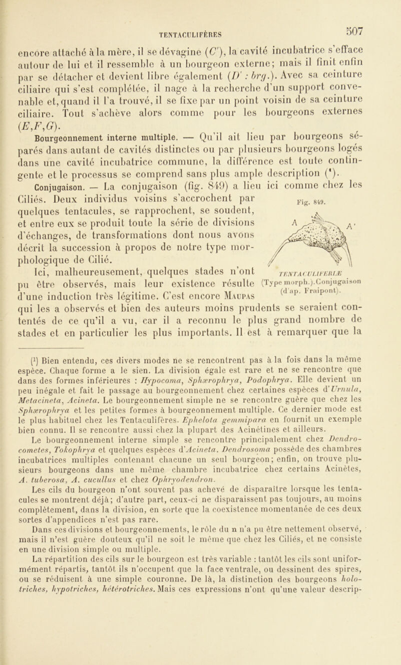 encore attaché à la mère, il se dévag’ine (C), la cavité incuhatrice s efface autour (le lui et il ressemble à un bourgeon externe; mais il finit enfin par se détacher et devient libre également (/>' ; brg.). Avec sa ceinture ciliaire qui s’est complétée, il nage à la recherche d’un support conve- nable et, quand il l’a trouvé, il se fixe par un point voisin de sa ceinture ciliaire. Tout s’achève alors comme pour les bourgeons externes (E,F,G). Bourgeonnement interne multiple. — Qu’il ait lieu par bourgeons sé- parés dans autant de cavités distinctes ou par plusieurs bourgeons logés dans une cavité incuhatrice commune, la différence est toute contin- gente et le processus se comprend sans plus ample description (*). Conjugaison. — La conjugaison (fig* 840) a lieu ici comme chez les Ciliés. Deux individus voisins s’accrochent par quelques tentacules, se rapprochent, se soudent, et entre eux se produit toute la série de divisions d’échanges, de transformations dont nous avons décrit la succession à propos de notre type mor- phologique de Cilié. Ici, malheureusement, quelques stades n’ont tenta< uufkriæ pu être observés, mais leur existence résulte (Typemurph.).Coiijugaison d’une induction très légitime. C’est encore Maupas qui les a observés et bien des auteurs moins prudents se seraient con- tentés de ce qu’il a vu, car il a reconnu le plus grand nombre de stades et en particulier les plus importants. Il est à remarquer que la P^ig. 849. (q Bien entendu, ces divers modes ne se rencontrent pas à la fois dans la même espèce. Chaque forme a le sien. La division égale est rare et ne se rencontre que dans des formes inférieures : Hypocoma^ Sphærophrya, Podophrya. Elle devient un peu inégale et fait le passage au bourgeonnement chez certaines espèces à'Urnula, Metacineta^ Acineta. Le bourgeonnement simple ne se rencontre guère que chez les Sphærophrya et les petites formes à bourgeonnement multiple. Ce dernier mode est le plus habituel chez les Tentaculifères. Epheloia gemmipara en fournit un exemple bien connu. Il se rencontre aussi chez la plupart des Acinétines et ailleurs. Le Ijourgeonnement interne simple se rencontre principalement chez Dendro- cometes, Tokophrya et quelques espèces iïAcineta. Dendrosoma possède des chambres incubatrices multiples contenant chacune un seul bourgeon ; enfin, on trouve plu- sieurs bourgeons dans une même chambre incuhatrice chez certains Acinètes, A. tuherosa, A. cucullus et chez Ophryodendroii. Les cils du bourgeon n’ont souvent pas achevé de disparaître lorsque les tenta- cules se montrent déjà; d’autre part, ceux-ci ne disparaissent pas toujours, au moins complètement, dans la division, en sorte que la coexistence momentanée de ces deux sortes d’appendices n’est pas rare. Dans ces divisions et bourgeonnements, le rôle du n n’a pu être nettement observé, mais il n’est guère douteux qu’il ne soit le même que chez les Ciliés, et ne consiste en une division simple ou multiple. La répartition des cils sur le bourgeon est très variable : tantôt les cils sont unifor- mément répartis, tantôt ils n’occupent que la face ventrale, ou dessinent des spires, ou se réduisent à une simple couronne. De là, la distinction des bourgeons holo- triches, hypotriches, hétérotriches. Mais ces expressions n’ont qu’une valeur descrip-