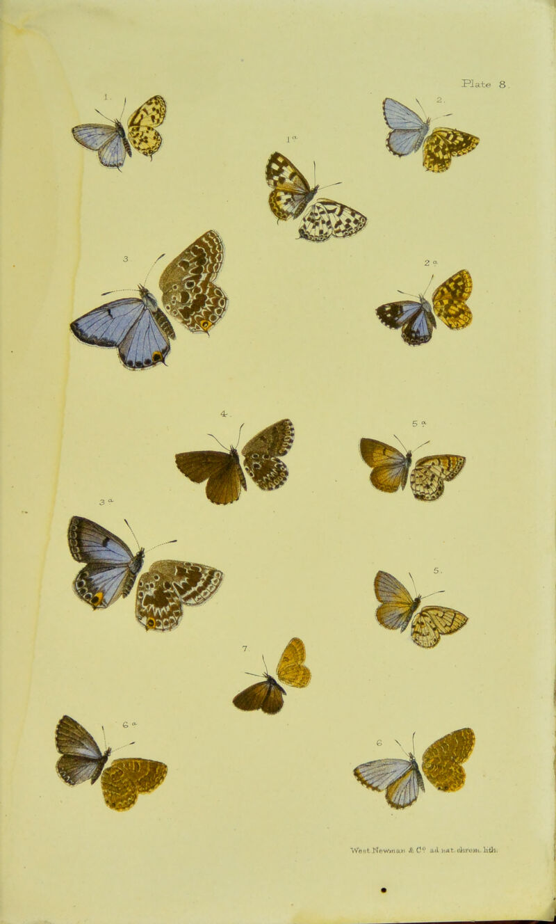 Hate 8 J WafttKe-wwioji A 0? u<l fruit, ahrom.. IxiSh.