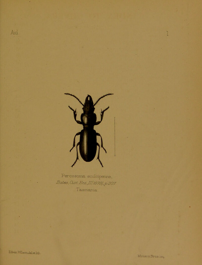 1 Percosoxna sculcipenne. Bates, Cist.EntJI(1878),p307. rasmania. Edvnri Vfflsrjrulel et lith Mintei nBros .itru.