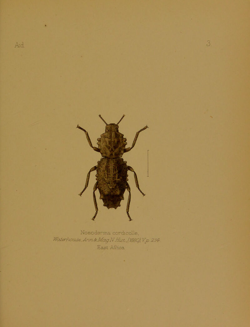 T. Nosodsrma cordicolle, Walerhouse, Ann & Mag.N Hist., (l<580). Vp. 214. East Africa