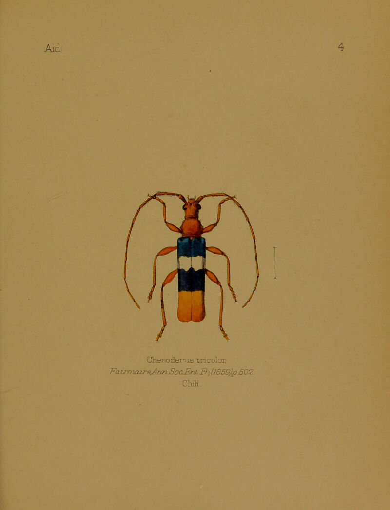 Chenoderus tricoloi? FaijTriajjreJb'ui.SoaEnt.FT?, (1859),p.502. Chili.