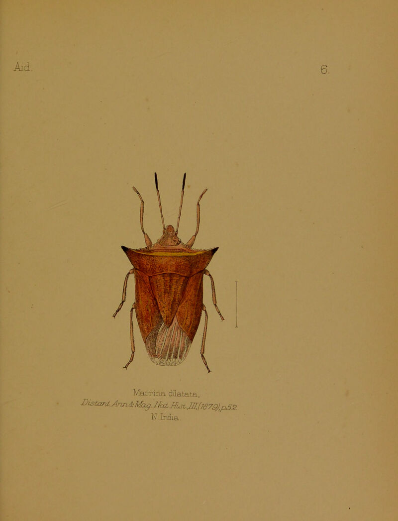 6. Macrina dQatata, Distant, Ann& Max/. Nat NisL.J7I,(J879jlip52. N. India.