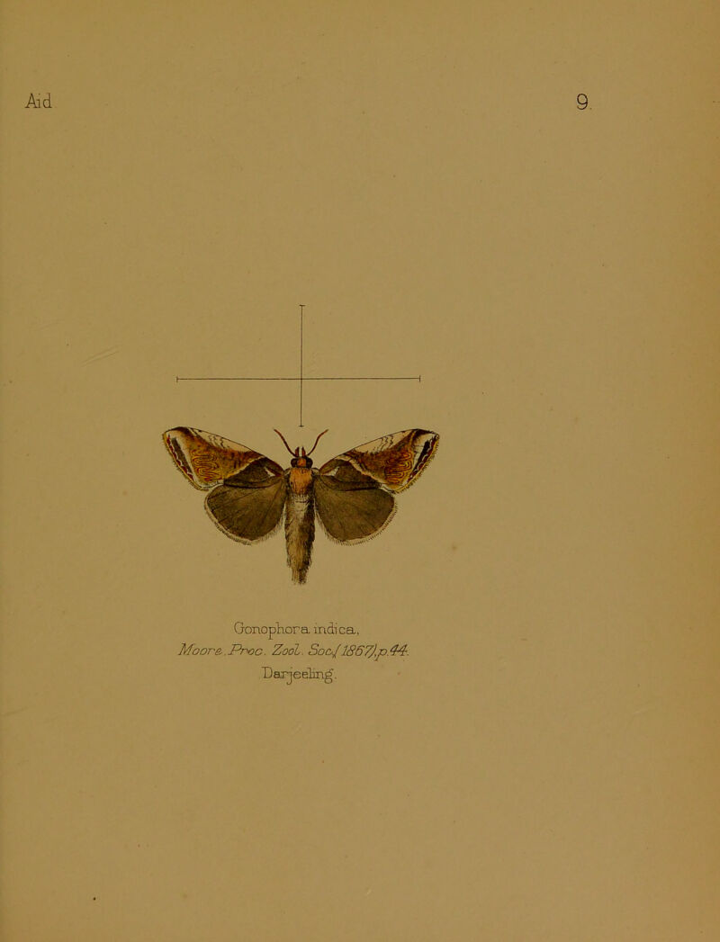 Gonophora indica, Moore.Proc. Zool. Soo./1867j,p.44.