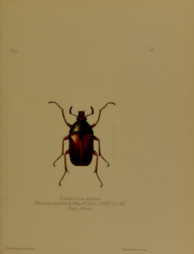 13. Ad. Etitelesmus simplex Wcuberhous&ArvT,.& Mag. NHist., (1880), VI,p 93. East Africa.. F.av/mVdlaon del etlilh MintemBr'oB.imp.