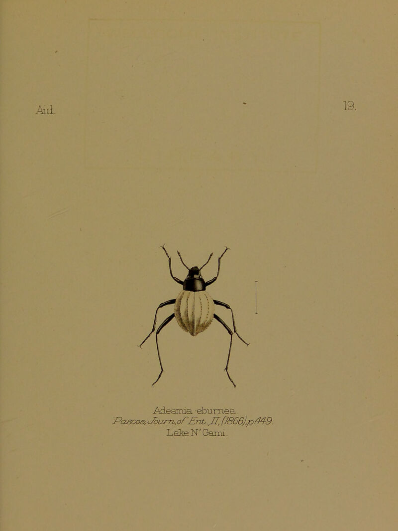 19. Adesrrua ebumea. Pascoe, Jbum.of 'Ercb^JJ, (I866).p.44-9. Late N' Gaxru.