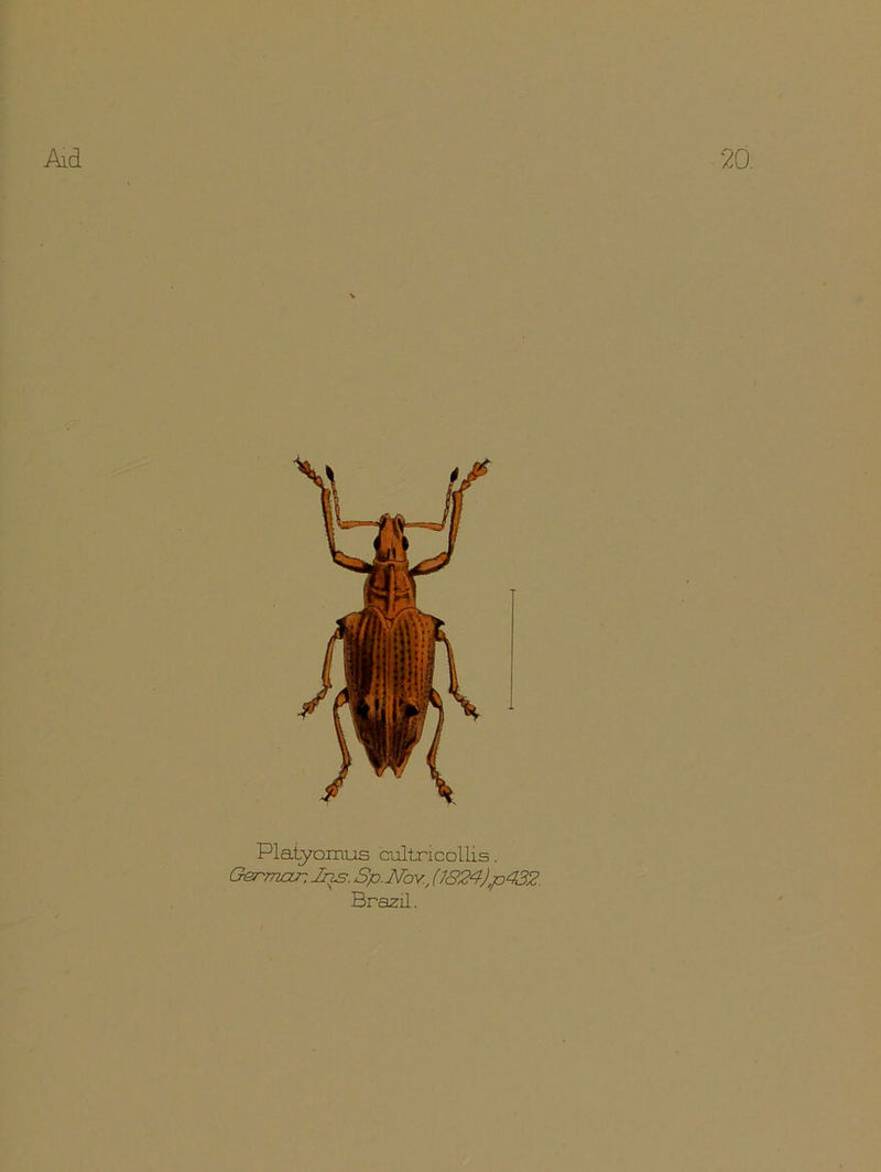 Plaiyoixius cultricollis. German, Ins. Sp.Nav.,(1824)p432. Brazil.