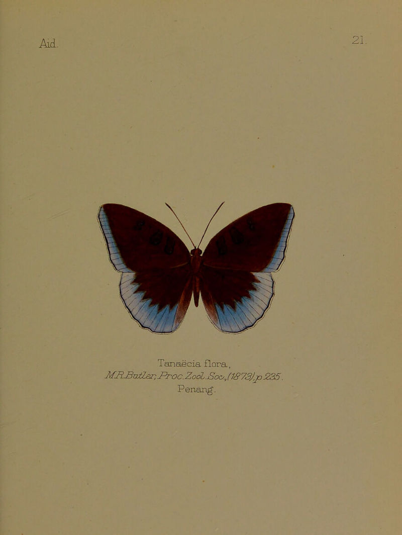 Tanaecia flora, MH£7jJler, JZroc. ZooL. Soc., (18 73j.p .235. Penang.