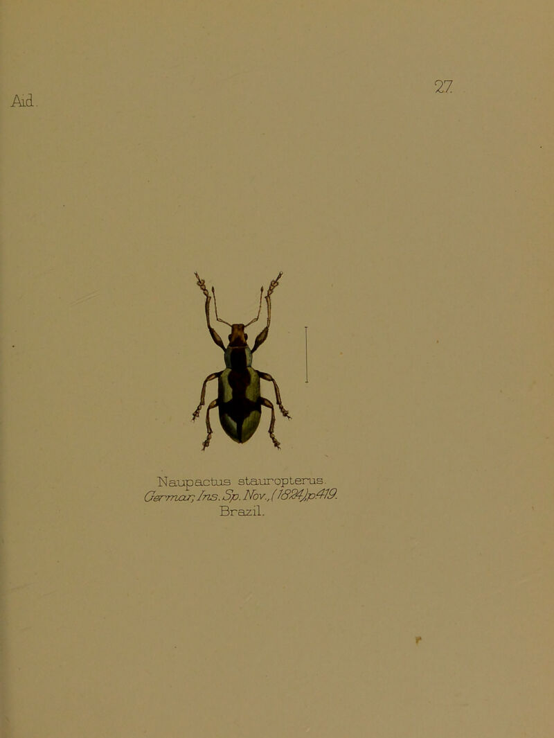 TSIaupactus stauropterus Germaz] Ins. Sp. Nov., (1<924j,p4-19. Brazil.