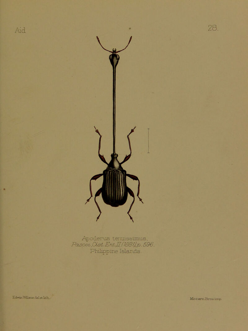 28. .Apoderus tenuissiimis, Pascoe, ,dst. EmbJJ, {1881). p. 596. Philippine Islands. £dwu\ VAlaon deletlith. Mbit era. Hr os imp