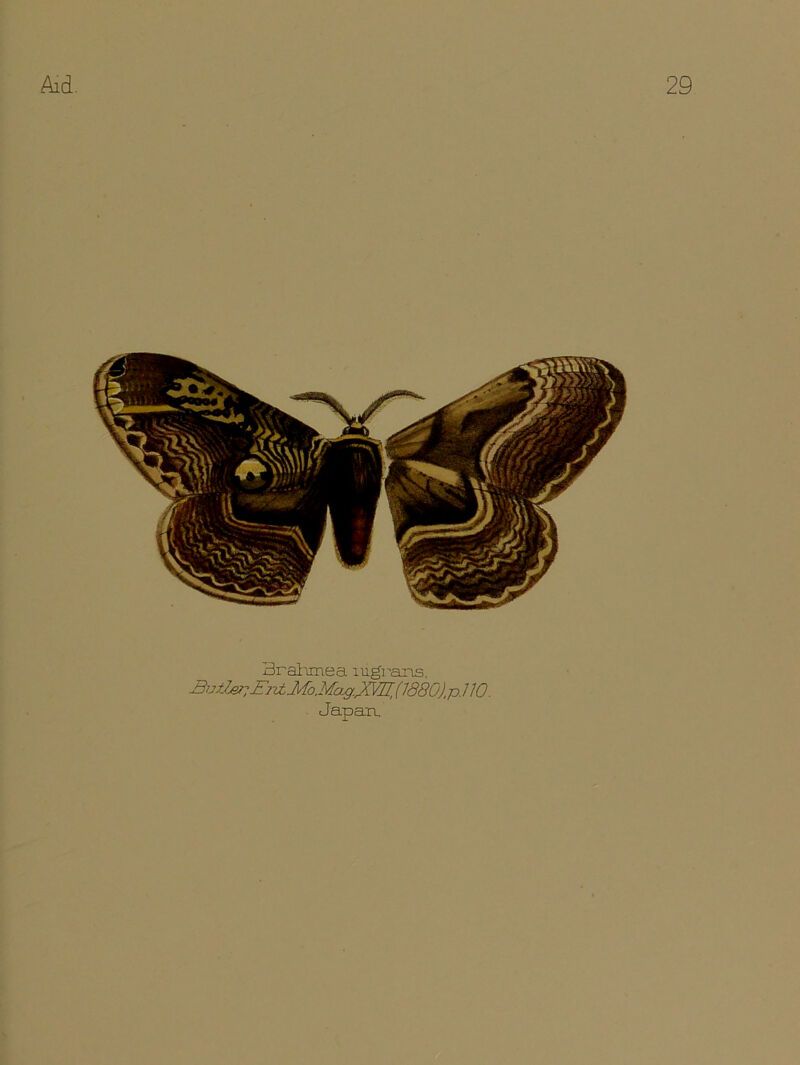 Brahmea iiigraris, Butler; (1880) p. 110. Japan.