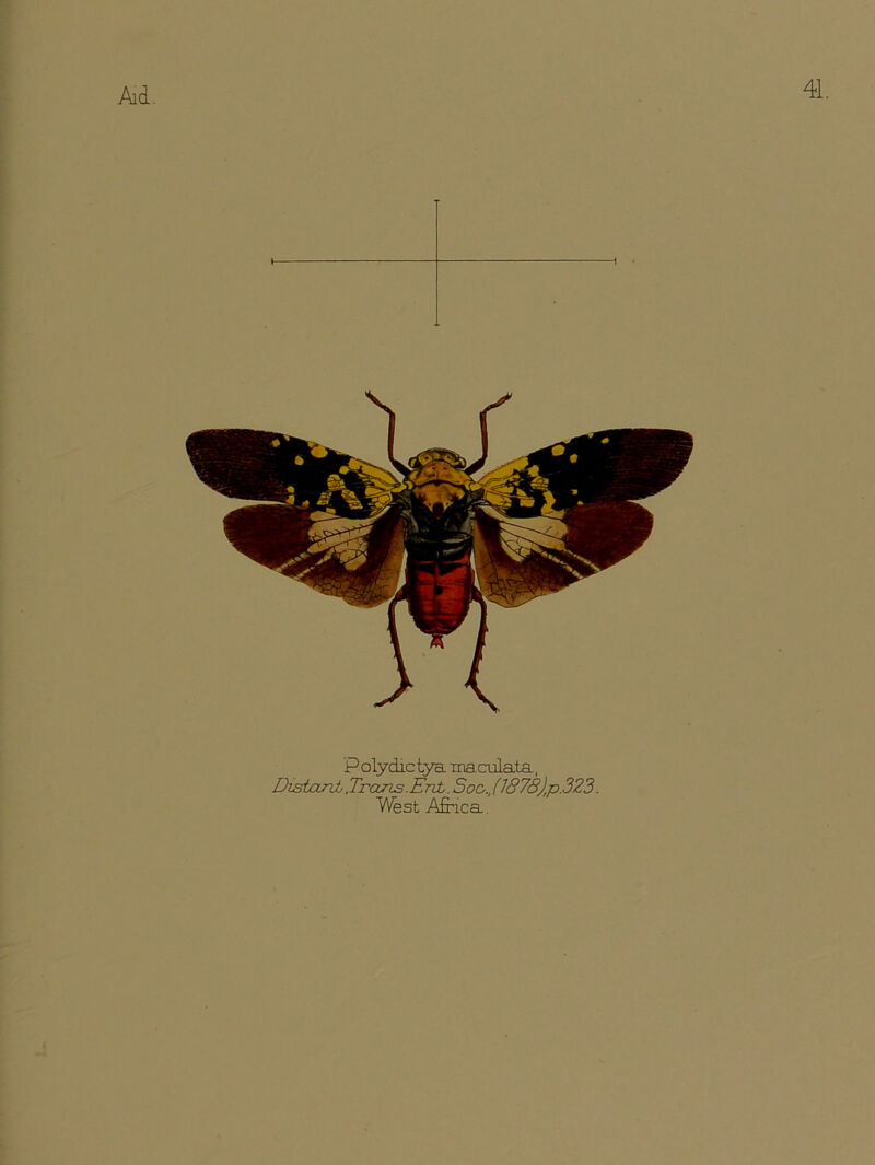 41. P olydictya maculata, DistajzL.Trcms.Ent. See.. (1878),p.323. West Africa,