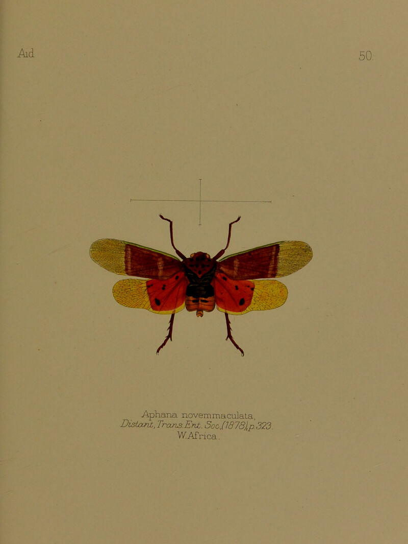 50. T Aphana novemmaculata, Distant, Trans. Ent. Soc./1878)p. 323