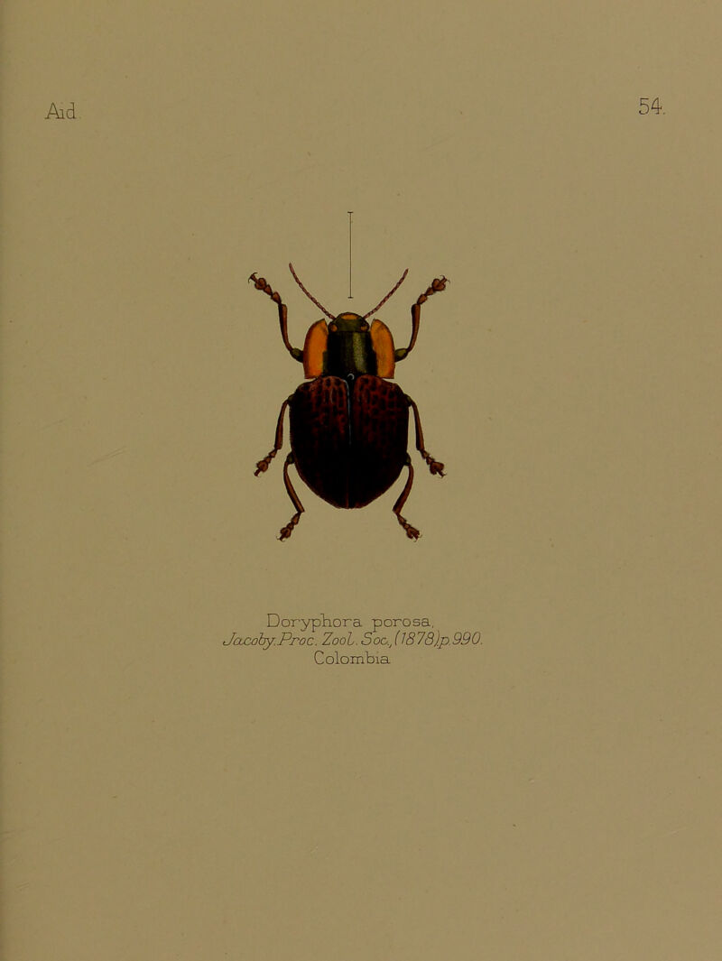 54. Doryphora porosa, Jacoby.Proc. ZooL.Soo.Jl878)p.990. Colombia