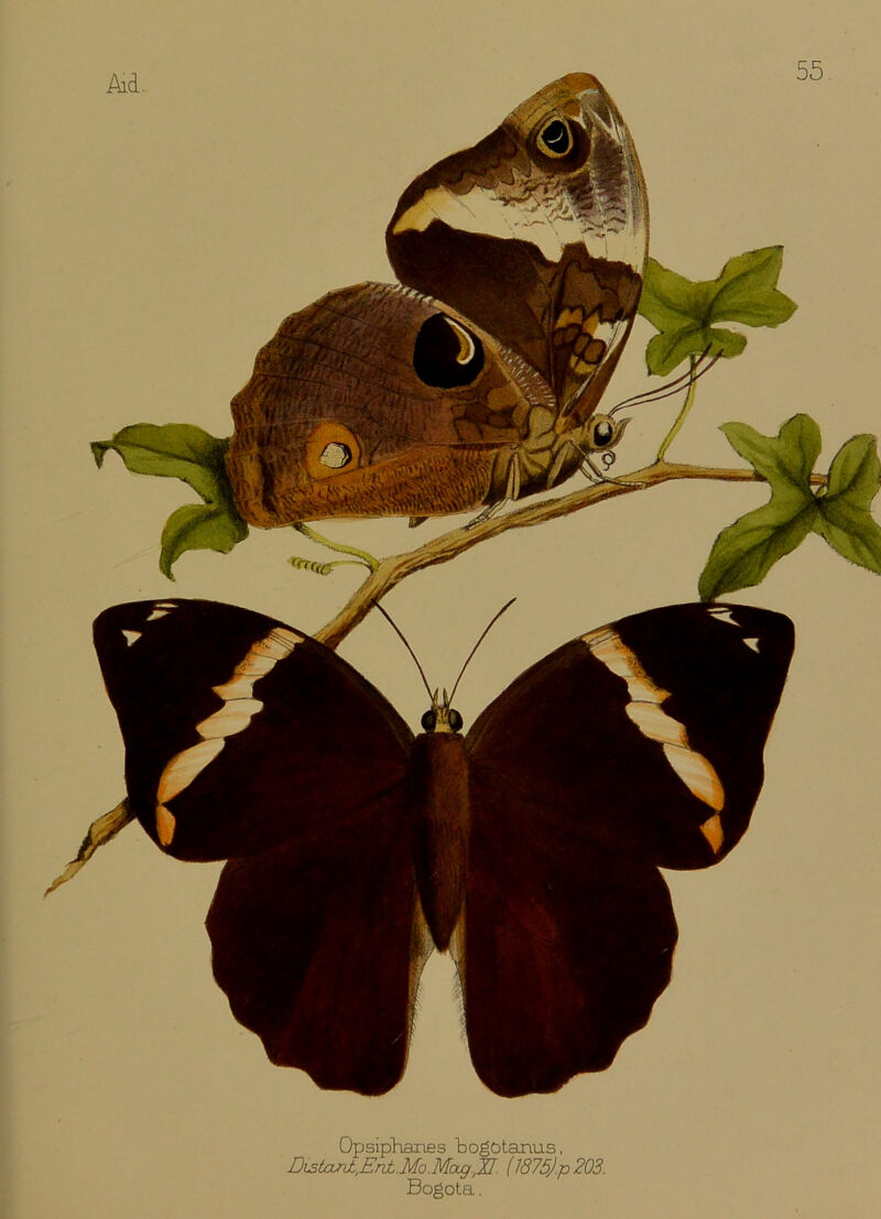 Opsiphanes bogotanus, Distant,.Ent.Mo.Majg.JI. (1875).p 203. Bogota.