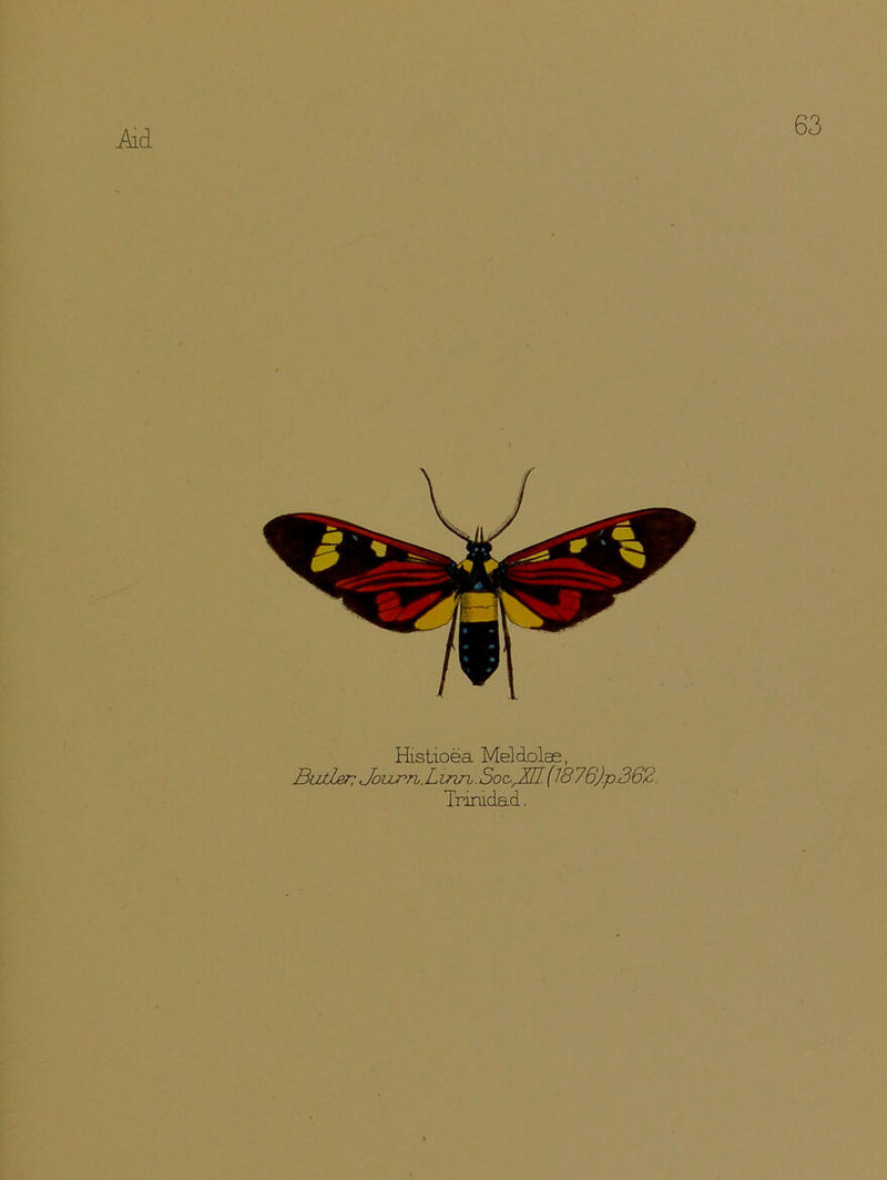 lid 63 Histioea Meldolas, BwtJLsn Joiz^rh.Linri.Soo^jn. (1876)p.362. Trinidad.