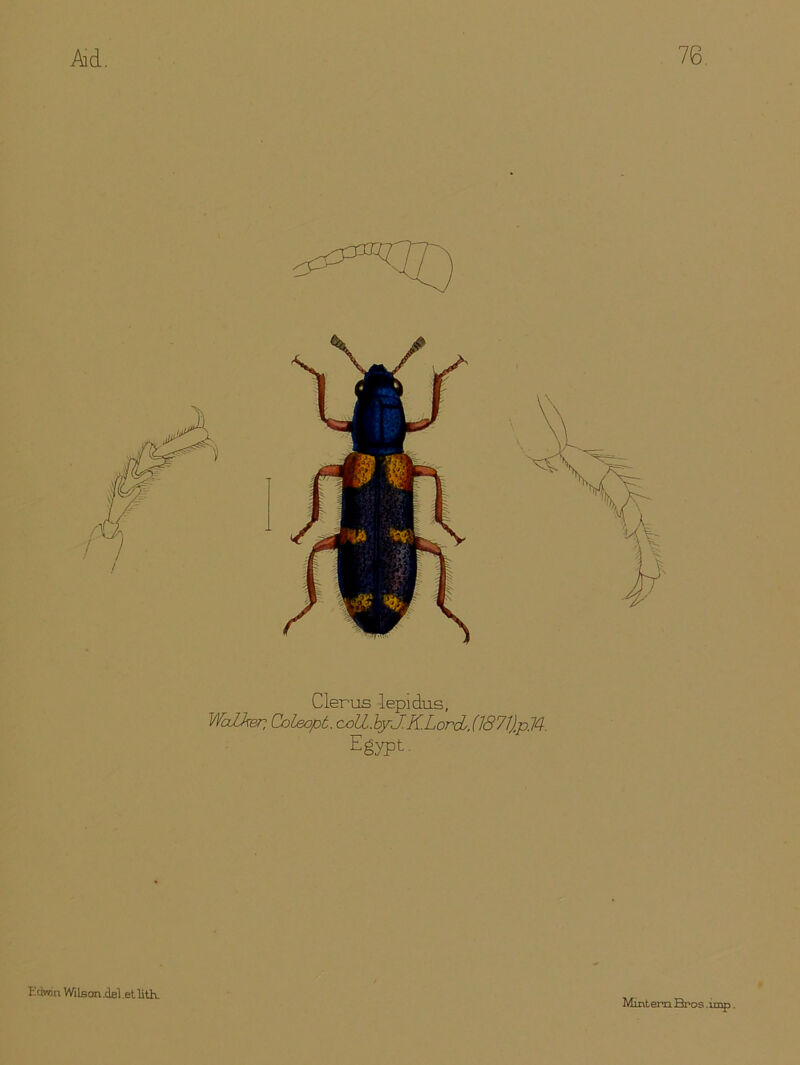 Clerus lepidus, WaZker, Coleopt. c^UJyJ.KLordL,(1871)pM. Egypt- Mint era. Bros .imp. Edwin Wi Ison .del .et lith.