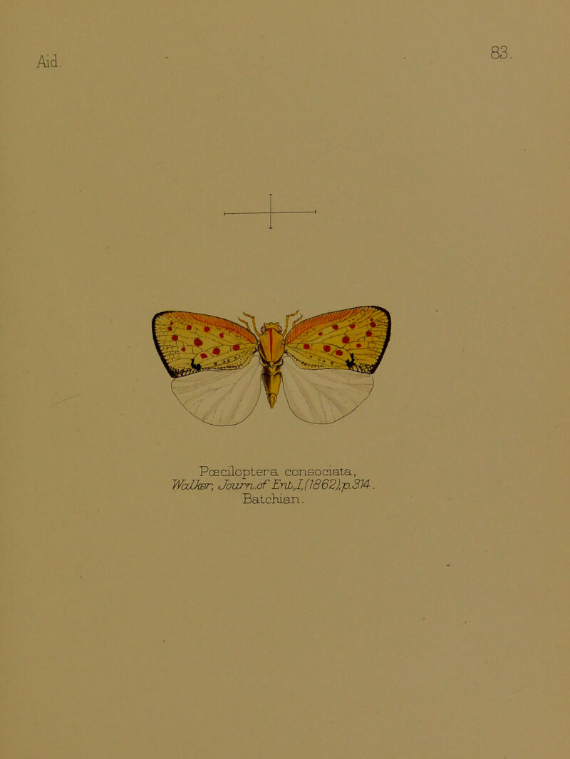 83. Poeciloptera consociata, WaLker, Journ.csf EnJb.,.I, (1862)p.314. Batchian.