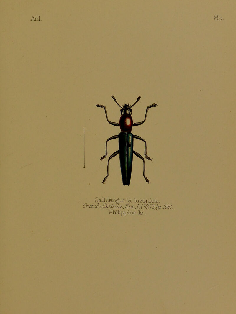 Callilanguria luzomca, Cratch./(Xstulcb,EnbJJ(1875jlp .381. Philippine Is.