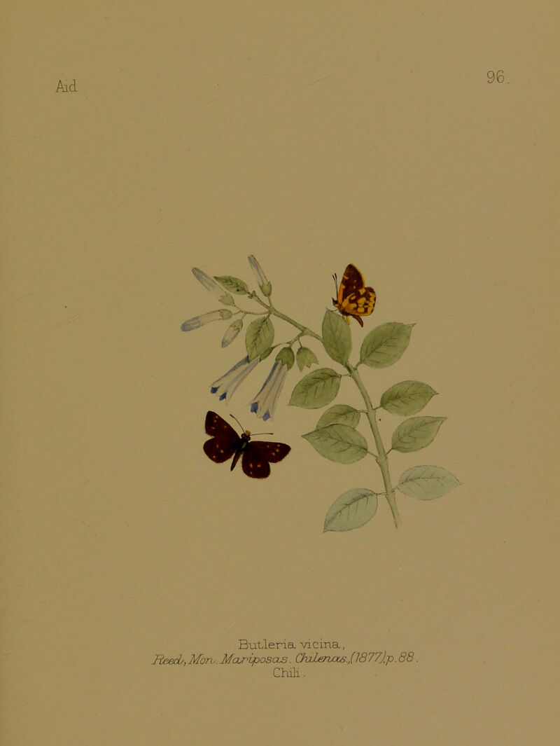 96. Butleria vicuna, Reedy,Mow. Mcuriposas. Ovlenas.,(1877j,p.88. Chili.