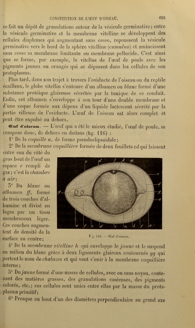 CONSTITUTION DE I/ŒUF D’OISEAU. se fait un dépôt de granulations autour de la vésicule germinative; entre la vésicule germinative et la membrane vitelline se développent des cellules diaphanes qui augmentant sans cesse, repoussent la vésicule germinative vers le bord de la sphère vitelline (cumulus) et amincissent sans cesse sa membrane limitante ou membrane pellucide. C’est ainsi que se forme, par exemple, le vitellus de l’œuf de poule avec les pigments jaunes ou orangés qui se déposent dans les cellules de son protoplasma. Plus tard, dans son trajet à travers l’oviducte de l’oiseau ou du reptile écailleux, le globe vitellin s’entoure d’un albumen ou blanc formé d’une substance protéique glaireuse sécrétée par la tunique de ce conduit. Enfin, cet albumen s’enveloppe à son tour d’une double membrane et d’une coque formée aux dépens d’un liquide lactescent sécrété par la partie villeuse de l’oviducte. L’œuf de l’oiseau est alors complet et peut être expulsé au dehors. Œuf d’oiseau. — L’œuf qui a été le mieux étudié, l’œuf de poule, se compose donc, de dehors en dedans (fig. 116) : 1° De la coquille a, de forme pseudoelipsoïdale; 2° De la membrane coquillière formée de deux feuillets cdqui laissent entre eux du côté du gros bout de l’œuf un espace e rempli de gaz ; c’est la chambre à air; 3° Du blanc ou albumen ff, formé de trois couches d’al- bumine et divisé en loges par un tissu membraneux léger. Ces couches augmen- tent de densité de la surface au centre; F.g. ne.-Œuf d-oiseau. 4° De la membrane vitelline h qui enveloppe le jaune et le suspend au milieu du blanc grâce à deux ligaments glaireux contournés gg qui portent le nom de chalazes et qui vont s’unir à la membrane coquillière interne ; 5° Du jaune formé d’une masse de cellules, avec ou sans noyau, conte- nant des matières grasses, des granulations caséeuses, des pigments colorés, etc.; ces cellules sont unies entre elles par la masse du prota- plasma primitif ; 6° Presque au bout d’un des diamètres perpendiculaire au grand axe