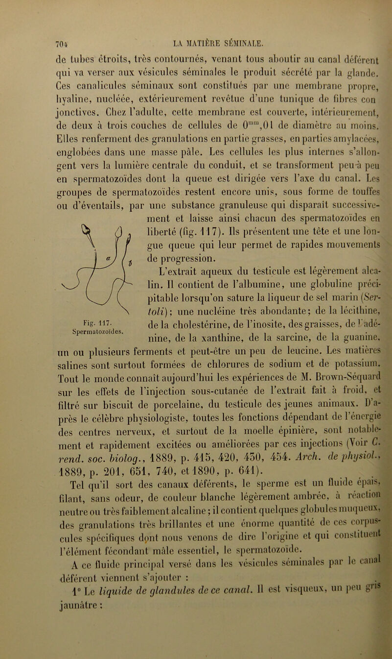 clc tubes étroits, très contournés, venant tous aboutir au canal déférent qui va verser aux vésicules séminales le produit sécrété par la glande. Ces canalicules séminaux sont constifués par une membrane propre, hyaline, nucléée, extérieurement revêtue d’une tunique de fibres con jonctives. Chez l’adulte, cette membrane est couverte, intérieurement, de deux à trois couches de cellules de 0mm,0l de diamètre au moins. Elles renferment des granulations en partie grasses, en parties amylacées, englobées dans une masse pâle. Les cellules les plus internes s’allon- gent vers la lumière centrale du conduit, et se transforment peu-à peu en spermatozoïdes dont la queue est dirigée vers l’axe du canal. Les groupes de spermatozoïdes restent encore unis, sous forme de touffes ou d’éventails, par une substance granuleuse qui disparaît successive- ment et laisse ainsi chacun des spermatozoïdes en liberté (fig. 117). Ils présentent une tête et une lon- gue queue qui leur permet de rapides mouvements de progression. L’extrait aqueux du testicule est légèrement alca- lin. Il contient de l’albumine, une globuline préci- pitable lorsqu’on sature la liqueur de sel marin (Ser- toli); une nucléine très abondante; de la lécithine, delà cholestérine, de l’inosite, des graisses, defadé- Spermatozoïdes. . . , , mne, de la xantlnne, de la sarcme, de la guanine, un ou plusieurs ferments et peut-être un peu de leucine. Les matières salines sont surtout formées de chlorures de sodium et de potassium. Tout le monde connaît aujourd’hui les expériences de M. Brown-Séquard sur les effets de l’injection sous-cutanée de l’extrait fait à froid, et filtré sur biscuit de porcelaine, du testicule des jeunes animaux. D’a- près le célèbre physiologiste, toutes les fonctions dépendant de l’énergie des centres nerveux, et surtout de la moelle épinière, sont notable- ment et rapidement excitées ou améliorées par ces injections (Voir C. rend. soc. biolog., 1889, p. 415, 420, 450, 454. Arch. de physiol., 1889, p. 201, 651, 740, et 1890, p. 641). Tel qu’il sort des canaux déférents, le sperme est un fluide épais, filant, sans odeur, de couleur blanche légèrement ambrée, à réaction , neutre ou très faiblement alcaline ; il contient quelques globules muqueux, des granulations très brillantes et une énorme quantité de ces corpus- cules spécifiques dont nous venons de dire l’origine et qui constituent l’élément fécondant mâle essentiel, le spermatozoïde. À ce lluide principal versé dans les vésicules séminales par le cana j déférent viennent s’ajouter : 1° Le liquide de glandules de ce canal. 11 est visqueux, un peu gl,s jaunâtre :