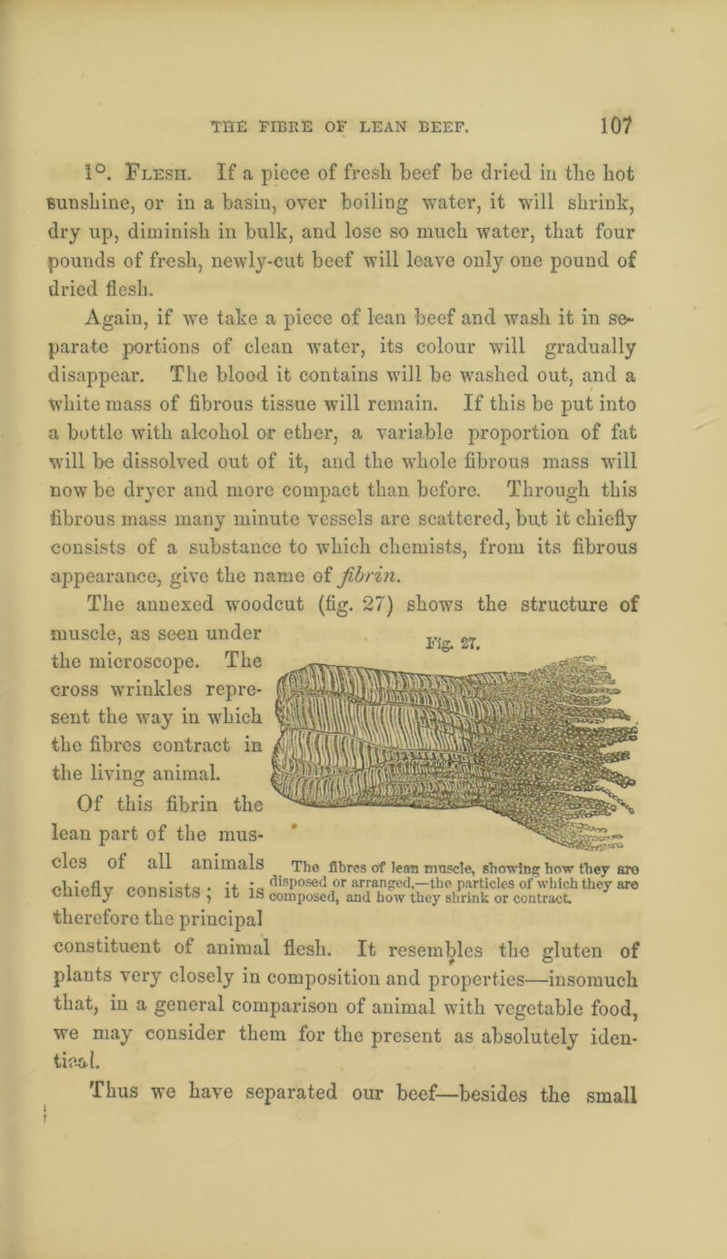 1°. Flesh. If a piece of fresh beef be dried in the hot Bunshine, or in a basin, over boiling water, it will shrink, dry up, diminish in bulk, and lose so much water, that four pounds of fresh, newly-cut beef will leave only one pound of dried flesh. Again, if we take a piece of lean beef and wash it in se- parate portions of clean water, its colour will gradually disappear. The blood it contains will be washed out, and a white mass of fibrous tissue will remain. If this be put into a bottle with alcohol or ether, a variable jiroportion of fat will be dissolved out of it, and the whole fibrous mass will now be dryer and more compact than before. Through this fibrous mass many minute vessels are scattered, but it chiefly consists of a substance to which chemists, from its fibrous appearance, give the name of fibrin. The annexed woodcut (fig. 27) shows the structure of muscle, as seen under . the microscope. The cross wrinkles repre- sent the way in which the fibres contract in the living animal. Of this fibrin the lean part of the mus- cles of all animals The fibres of lean mnscle, showing how thc7 aro chipflv pnnRi<?t<3 • it or arranged,—the p.irticles of which they are vuu/ii_y i.uiicsiC)LS5 , It IS composed, and how they shrink or contract. therefore the principal constituent of animal flesh. It resembles the gluten of plants very closely in composition and properties—insomuch that, in a general comparison of animal with vegetable food, we may consider them for the present as absolutely iden- tifial. Thus we have separated our beef—besides the small