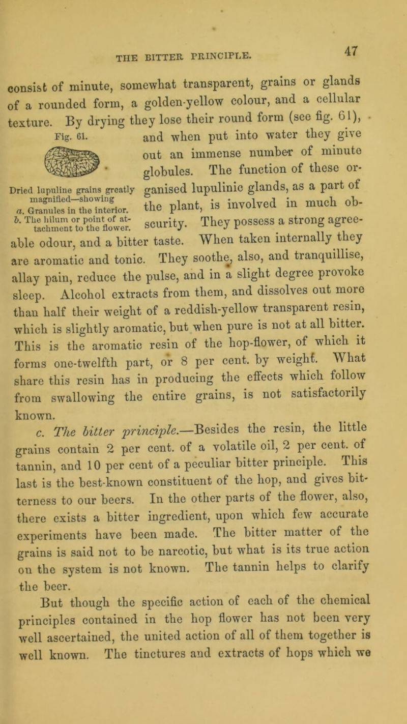 THE BITTER PRINCIPLE. consist of minute, somewhat transparent, grains or glands of a rounded form, a golden-yellow colour, and a cellular texture. By drying they lose their round form (see fig. 61), able odour, and a bitter taste. When taken internally they are aromatic and tonic. They soothe, also, and tranquillise, allay pain, reduce the pulse, and in a slight degree provoke sleep. Alcohol extracts from them, and dissolves out moie than half their weight of a reddish-yellow transparent resin, which is slightly aromatic, but when pure is not at all bitter. This is the aromatic resin of the hop-flower, of which it forms one-twelfth part, or 8 per cent, by weight. What share this resin has in producing the effects which follow from swallowing the entire grains, is not satisfactorily c. The bitter principle.—Besides the resin, the little grains contain 2 per cent, of a volatile oil, 2 per cent, of tannin, and 10 per cent of a peculiar bitter principle. This last is the best-known constituent of the hop, and gives bit- terness to our beers. In the other parts of the flower, also, there exists a bitter ingredient, upon which few accurate experiments have been made. The bitter matter of the grains is said not to be narcotic, but what is its true action on the system is not known. The tannin helps to clarify the beer. But though the specific action of each of the chemical principles contained in the hop flower has not been very well ascertained, the united action of all of them together is well known. The tinctures and extracts of hops which we Fig. 61. and when put into water they give out an immense number of minute globules. The function of these oi- known.