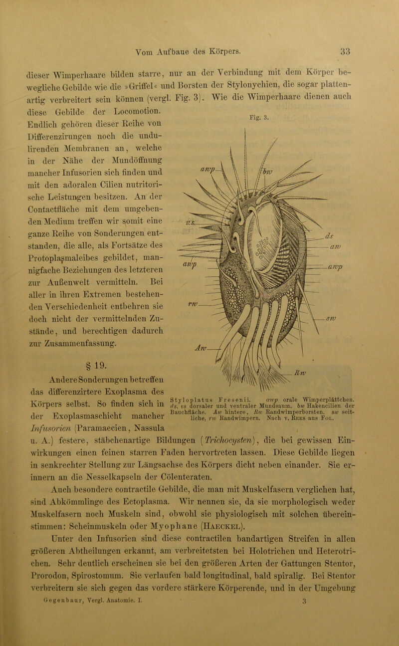 Fig. 3. arvp dieser Wimperliaare bilden starre, nur an der Verbindung mit dem Körper be- wegliche Gebilde wie die »Griftel« und 1 »orsten dei Stylonycliicn, die sogar platten- artig verbreitert sein können (vergl. Fig. 3). Wie die Wimper haare dienen auch diese Gebilde der Locomotion. Endlich gehören dieser Reihe von Differenzirungen noch die undu- lirenden Membranen an, welche in der Nähe der Mundöflhung mancher Infusorien sich finden und mit den adoralen Cilien nutritori- sche Leistungen besitzen. An der Contactfläche mit dem umgeben- den Medium treffen wir somit eine ganze Reihe von Sonderungen ent- standen, die alle, als Fortsätze des Protopla^maleibes gebildet, man- nigfache Beziehungen des letzteren zur Außenwelt vermitteln. Bei aller in ihren Extremen bestehen- den Verschiedenheit entbehren sie doch nicht der vermittelnden Zu- stände, und berechtigen dadurch zur Zusammenfassung. § 19. Andere Sonderungen betreffen das differenzirtere Exoplasma des Körpers selbst. So finden sich in der Exoplasmaschicht mancher Infusorien (Paramaecien, Nassula u. A.) festere, stäbchenartige Bildungen (Trichocysten), die bei gewissen Ein- wirkungen einen feinen starren Faden hervortreten lassen. Diese Gebilde liegen in senkrechter Stellung zur Längsachse des Körpers dicht neben einander. Sie er- innern an die Nesselkapseln der Cölenteraten. Auch besondere contracfile Gebilde, die man mit Muskelfasern verglichen hat, sind Abkömmlinge des Ectoplasma. Wir nennen sie, da sie morphologisch weder Muskelfasern noch Muskeln sind, obwohl sie physiologisch mit solchen überein- stimmen: Scheinmuskeln oder Myophane (Haeckel). Unter den Infusorien sind diese contractilen bandartigen Streifen in allen größeren Abtheilungen erkannt, am verbreitetsten bei Holotrichen und Ileterotri- chen. Sehr deutlich erscheinen sie bei den größeren Arten der Gattungen Stentor, Prorodon, Spirostomum. Sie verlaufen bald longitudinal, bald spiralig. Bei Stentor verbreitern sie sich gegen das vordere stärkere Körperende, und in der Umgebung Gegenhau r, Yergl. Anatomie. I. 3 Styloplatus Fresenii. aivp orale Wimperplättchen. rls, vs dorsaler und ventraler Mundsaum, bin Hakencilien der Bauchfläehe. Aw hintere, Rw Randwimperhorsten, sw seit- liche, rw Randwimpern. Nach v. Rees aus Fol.