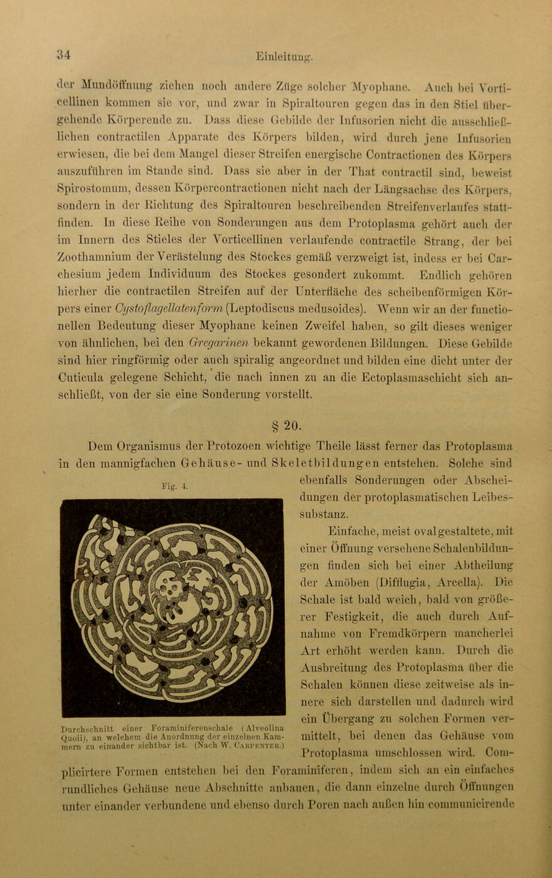 der Mundöffnung ziehen noch andere Züge solcher Myophane. Auch bei Vorti- cellinen kommen sie vor, und zwar in Spiraltouren gegen das in den Stiel über- gehende Körperende zu. Dass diese Gebilde der Infusorien nicht die ausschließ- lichen contractilen Apparate des Körpers bilden, wird durch jene Infusorien erwiesen, die bei dem Mangel dieser Streifen energische Contractionen des Körpers auszuführen im Stande sind. Dass sie aber in der That contractil sind, beweist Spirostomum, dessen Ivörpercontractionen nicht nach der Längsachse des Körpers, sondern in der Richtung des Spiraltouren beschreibenden Streifenverlaufes statt- linden. In diese Reihe von Sonderungen aus dem Protoplasma gehört aucli der im Innern des Stieles der Vorticellinen verlaufende contractile Strang, der bei Zoothamnium der Verästelung des Stockes gemäß verzweigt ist, indess er bei Car- chesium jedem Individuum des Stockes gesondert zukommt. Endlich gehören hierher die contractilen Streifen auf der Unterfläche des scheibenförmigen Kör- pers einer Cystoflagellatenform (Leptodiscus medusoides). Wenn wir an der functio- neilen Bedeutung dieser Myophane keinen Zweifel haben, so gilt dieses weniger von ähnlichen, bei den Gregarinen bekannt gewordenen Bildungen. Diese Gebilde sind hier ringförmig oder auch spiralig angeordnet und bilden eine dicht unter der ■ Cuticula gelegene Schicht, die nach innen zu an die Ectoplasmaschicht sich an- schiießt, von der sie eine Sonderung vorstellt. §20. Dem Organismus der Protozoen wichtige Theile lässt ferner das Protoplasma in den mannigfachen Gehäuse- und Skeletbildüngen entstehen. Solche sind ebenfalls Sonderungen oder Abschei- dungen der protoplasmatischen Leibes- substanz. Einfache, meist oval gestaltete, mit einer Öffnung versehene Schalenbildun- gen finden sich bei einer Abtheilung der Amöben (Difflugia, Arcella). Die Schale ist bald weich, bald von größe- rer Festigkeit, die auch durch Auf- nahme von Fremdkörpern mancherlei Art erhöht werden kann. Durch die Ausbreitung des Protoplasma über die Schalen können diese zeitweise als in- nere sich darstellen und dadurch wird ein Übergang zu solchen Formen ver- Durchschnitt einer Foraminiferenschale (Alveolina ~ - Quoii), an welchem die Anordnung der einzelnen Kam- mittelt, bei denen das GeliailSe VOIU mern zu einander sichtbar ist. (Nach W. Cakpkxtek.) , , . . . , ~ Protoplasma umschlossen wird. Oom- plicirtere Formen entstehen bei den Foraminiferen, indem sich an ein einfaches rundliches Gehäuse neue Abschnitte anbauen, die dann einzelne durch Öffnungen unter einander verbundene und ebenso durch Poren nach außen hin communicirende