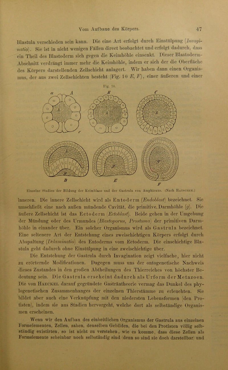 Blastula verschieden sein kann. Die eine Art erfolgt durch Einstülpung [Invagi- natio). Sie ist in nicht wenigen Fällen direct beobachtet und erfolgt dadurch, dass ein Tlieil des Blastoderm sich gegen die Keimhöhle einsenkt. Dieser Blastoderm- Abschnitt verdrängt immer mehr die Keimhöhle, indem er sich der die Oberfläche des Körpers darstellenden Zellschicht anlagert. Wir haben dann einen Organis- mus, der aus zwei Zellschichten besteht (Fig. 10 E, F), einer äußeren und einer Fig. 10. 1' Einzelne Stadien der Bildung der Keimblase und der Gastrula von Ampliioxus. (Naci Hatschek.) inneren. Die innere Zellschicht wird als Entodenn (Endoblcist) bezeichnet. Sie umschließt eine nach außen mündende Cavität, die primitive. Darmhöhle [g). Die äußere Zellschicht ist das Ectoderm (Edoblast). Beide gehen in der Umgebung der Mündung oder des Urmundes (Blastoporus, Prostoma) der primitiven Darm- höhle in einander über. Ein solcher Organismus wird als Gastrula bezeichnet. Eine seltenere Art der Entstehung eines zweischichtigen Körpers erfolgt durch Abspaltung (Dclaminatio) des Entoderms vom Ectoderm. Die einschichtige Bla- stula geht dadurch ohne Einstülpung in eine zweischichtige über. Die Entstehung der Gastrula durch Invagination zeigt vielfache, hier nicht zu erörternde Modificationen. Dagegen muss uns der ontogenetische Nachweis dieses Zustandes in den großen Abtheilungen des Thierreiches von höchster Be- deutung sein. Die Gastrula erscheint dadurch als Urform der Metazoen. Die von Haeckel darauf gegründete Gasträatheorie vermag das Dunkel des phy- logenetischen Zusammenhanges der einzelnen Thierstämme zu erleuchten. Sie bildet aber auch eine Verknüpfung mit den niedersten Lebensformen (den Pro- tisten), indem sie aus Stadien hervorgeht, welche dort als selbständige Organis- men erscheinen. Wenn wir den Aufbau des einheitlichen Organismus der Gastrula aus einzelnen Formelementen, Zellen, sahen, denselben Gebilden, die bei den Protisten völlig selb- ständig existirten, so ist nicht zu verstehen, wie es komme, dass diese Zellen als Formelemente scheinbar noch selbständig sind (denn so sind sie doch darstellbar) und