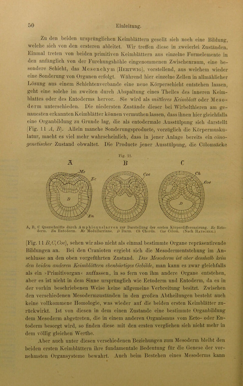 Zu den beiden ursprünglichen Keimblättern gesellt sich noch eine Bildung, welche sich von den ersteren ableitet. Wir treffen diese in zweierlei Zuständen. Einmal treten von beiden primitiven Keimblättern aus einzelne Formelemente in den anfänglich von der Furchungshöhle eingenommenen Zwischenraum, eine be- sondere Schicht, das Mesenchym (Hertwig), vorstellend, aus welchem wieder eine Sonderung von Organen erfolgt. Während hier einzelne Zellen in allmählicher Lösung aus einem Schichtenverbande eine neue Körperschicht entstehen lassen, geht eine solche im zweiten durch Abspaltung eines Theiles des inneren Keim- blattes oder des Entoderms hervor. Sie wird als mittleres Keimblatt oder Meso- derm unterschieden. Die niedersten Zustände dieser bei Wirbeltliieren am ge- nauesten erkannten Keimblätter können vermuthen lassen, dass ihnen hier gleichfalls eine Organbildung zu Grunde lag, die als entodermale Ausstülpung sich darstellt (Fig. 11 A, B). Allein manche Sonderungsproducte, vorzüglich die Körpermusku- latur, macht es viel mehr wahrscheinlich, dass in jener Anlage bereits ein cüno- genetischer Zustand obwaltet. Die Producte jener Ausstülpung, die Cölomsäeke Fig. 11. Ä D C A, B, C Querschnitte durch Araphioxuslarven zur Darstellung der ersten Körperdifferenzirung. Ec Ecto- derm. En Entoderm. Mr Medullarrinne. D Darm. Ch Chorda. Coe Cölom. (Nach Hatschek.) (Fig. 11 B,C:Coe), sehen wir also nicht als einmal bestimmte Organe repräsentirende Bildungen an. Bei den Cranioten ergiebt sich die Mesodermentstehung im An- schlüsse an den oben vorgeführten Zustand. Das Mesoderm ist aber desshalb kein den beiden anderen Keimblättern ebenbürtiges Gebilde, man kann es zwar gleichfalls als ein »Primitivorgan« auffassen, in so fern von ihm andere Organe entstehen, aber es ist nicht in dem Sinne ursprünglich wie Ectoderm und Entoderm, da es in der vorhin beschriebenen Weise keine allgemeine Verbreitung besitzt. Zwischen den verschiedenen Mesodermzuständen in den großen Abtheilungen besteht auch keine vollkommene Homologie, was wieder auf die beiden ersten Keimblätter zu- rückwirkt. Ist von diesen in dem einen Zustande eine bestimmte Organbildung dem Mesoderm abgetreten, die in einem anderen Organismus vom Ecto- oder En- toderm besorgt wird, so finden diese mit den ersten verglichen sich nicht mehr in dem völlig gleichen Wertke. Aber auch unter diesen verschiedenen Beziehungen zum Mesoderm bleibt den beiden ersten Keimblättern ihre fundamentale Bedeutung für die Genese der vor- nehmsten Organsysteme bewahrt. Auch beim Bestehen eines Mesoderms kann